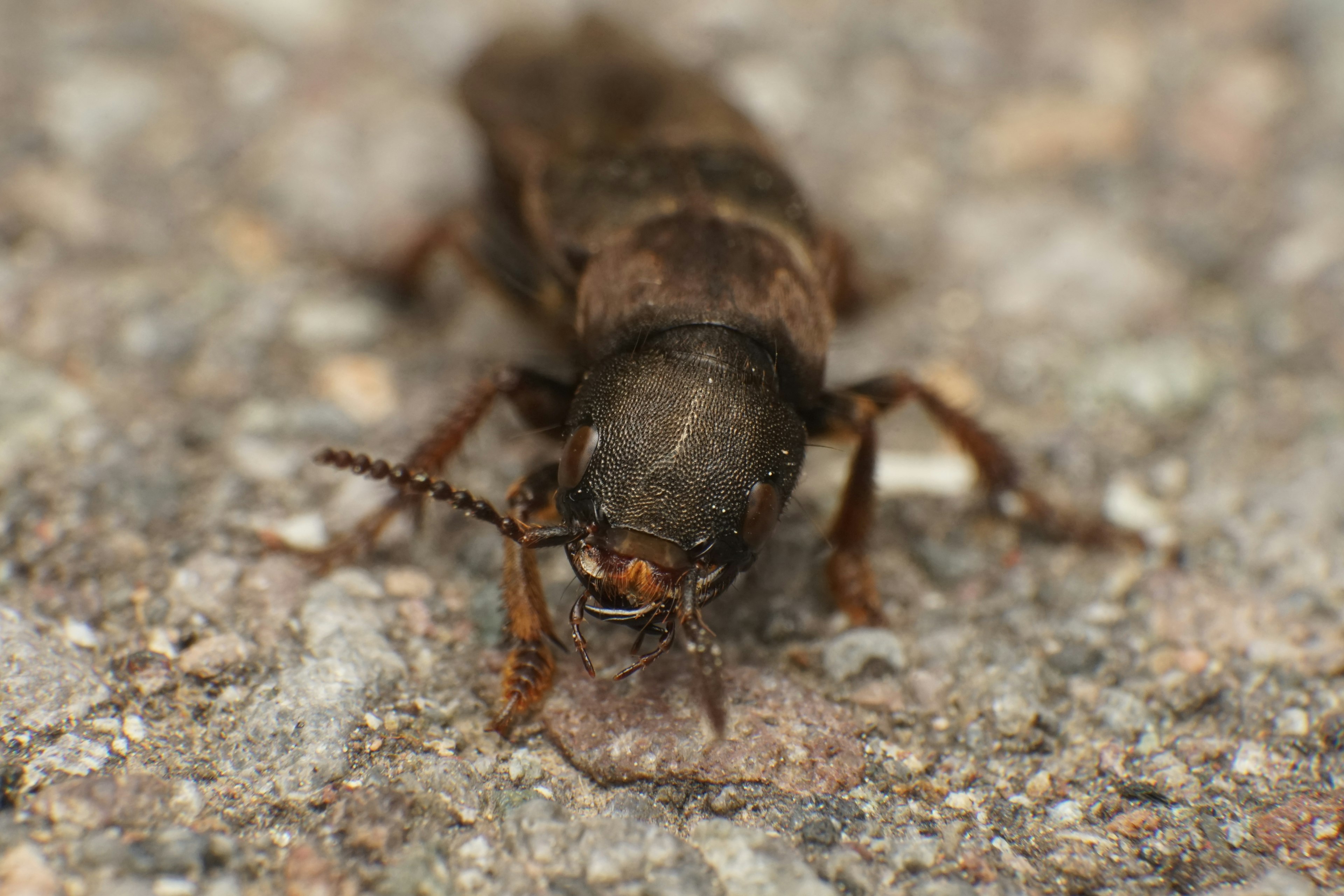 Foto en primer plano de un insecto que se asemeja a un escarabajo sobre una superficie rocosa