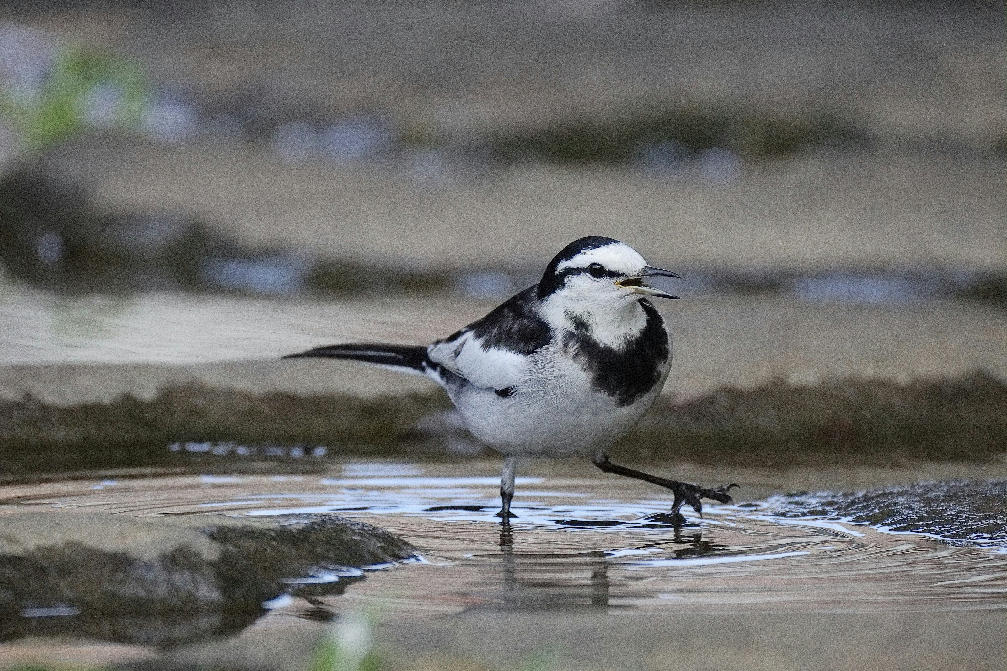 Un uccello bianco e nero che cammina vicino all'acqua