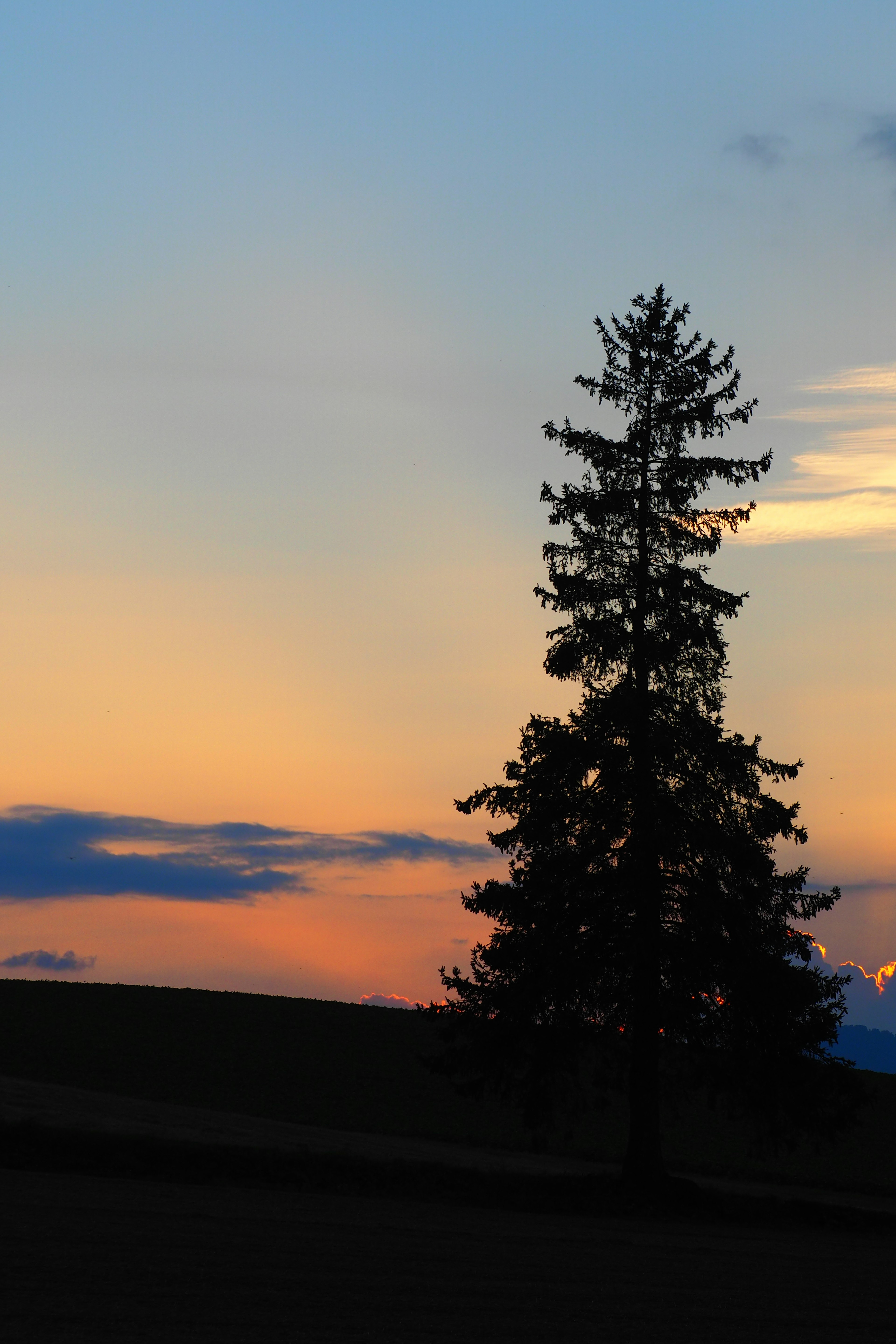 Silhouette d'un arbre contre un ciel de coucher de soleil