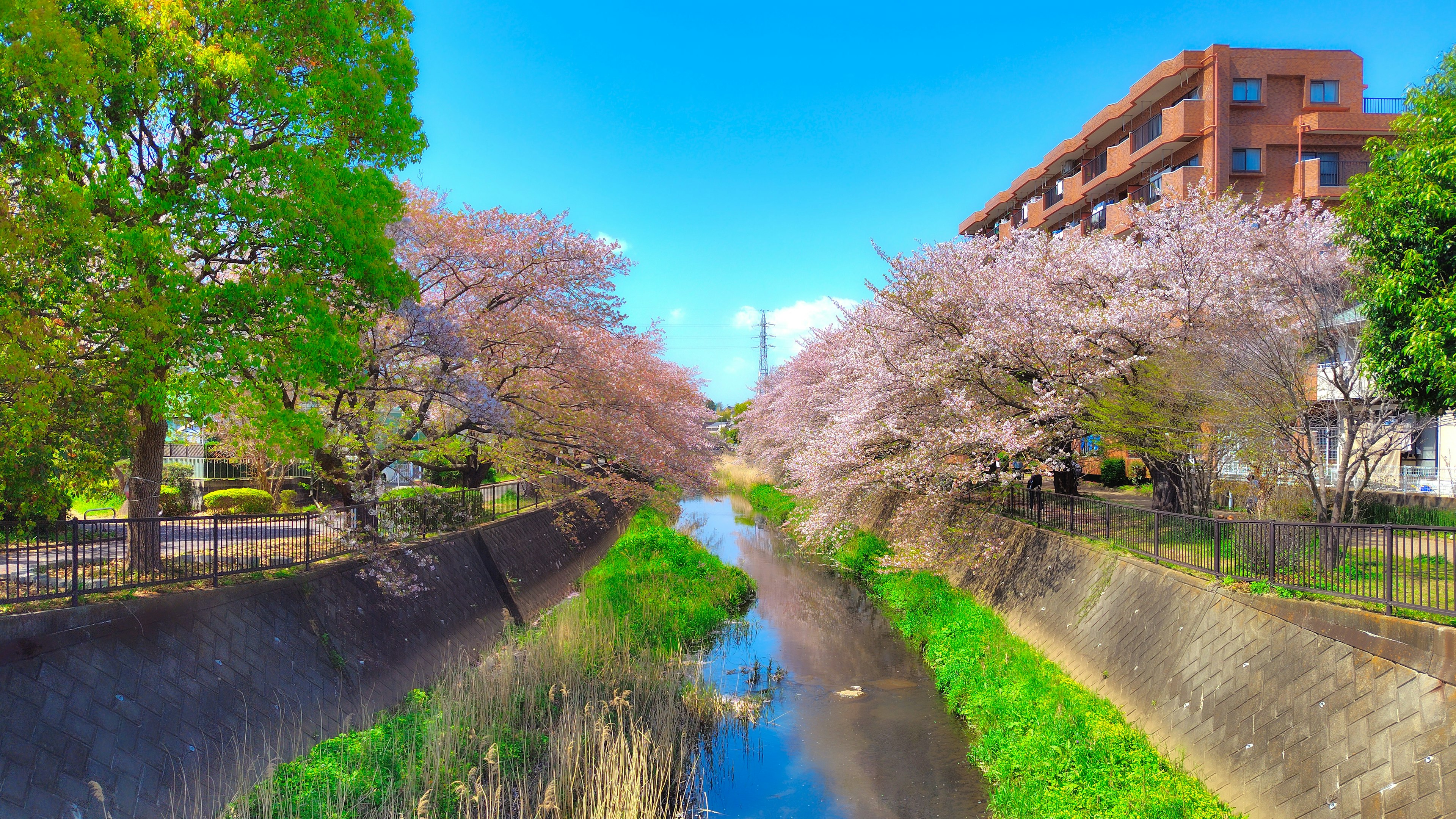 樱花树沿河的风景，蓝天和绿色草地