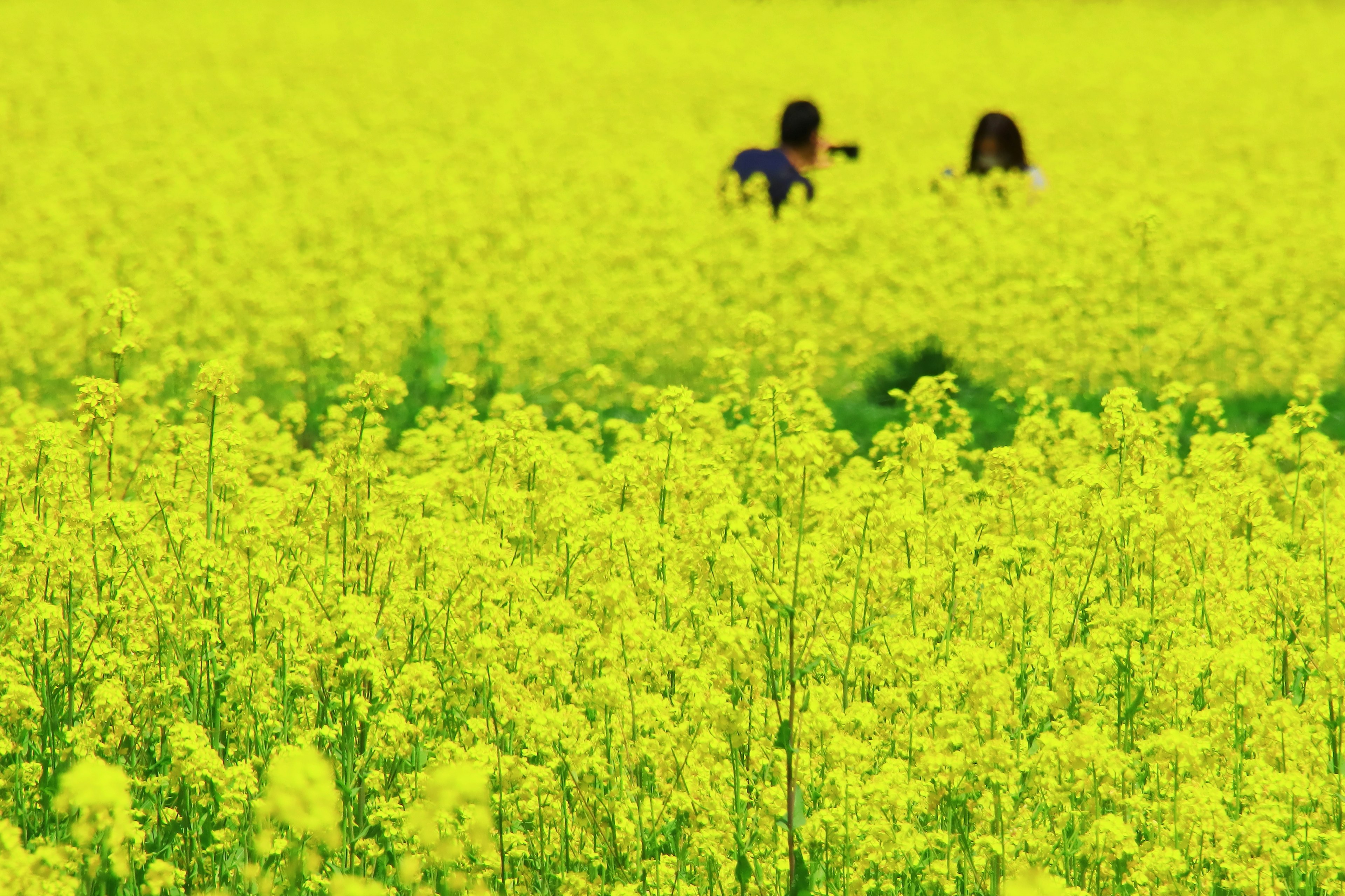 Due bambini che giocano in un campo di colza giallo brillante