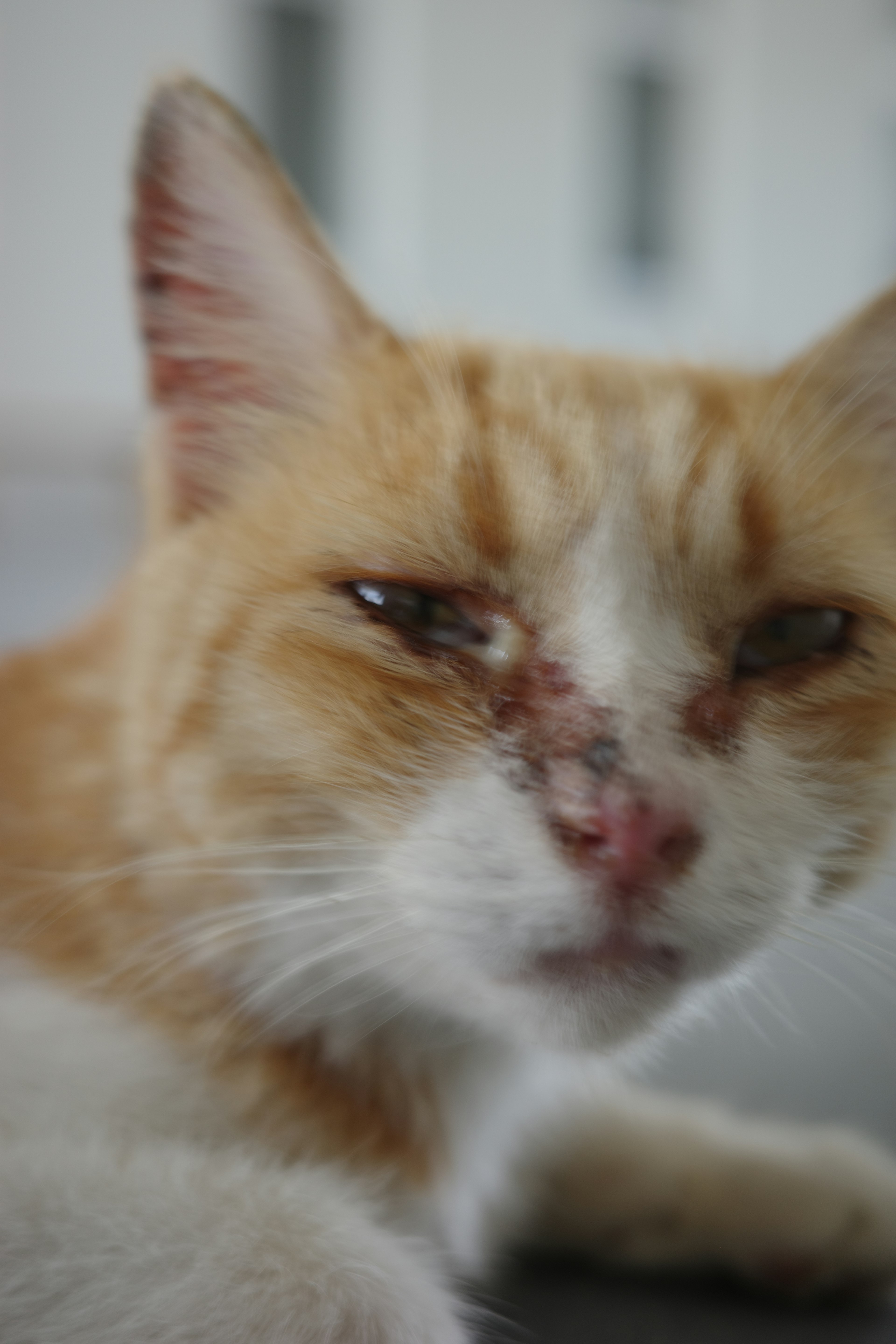 Close-up of an orange and white cat with a blurred background