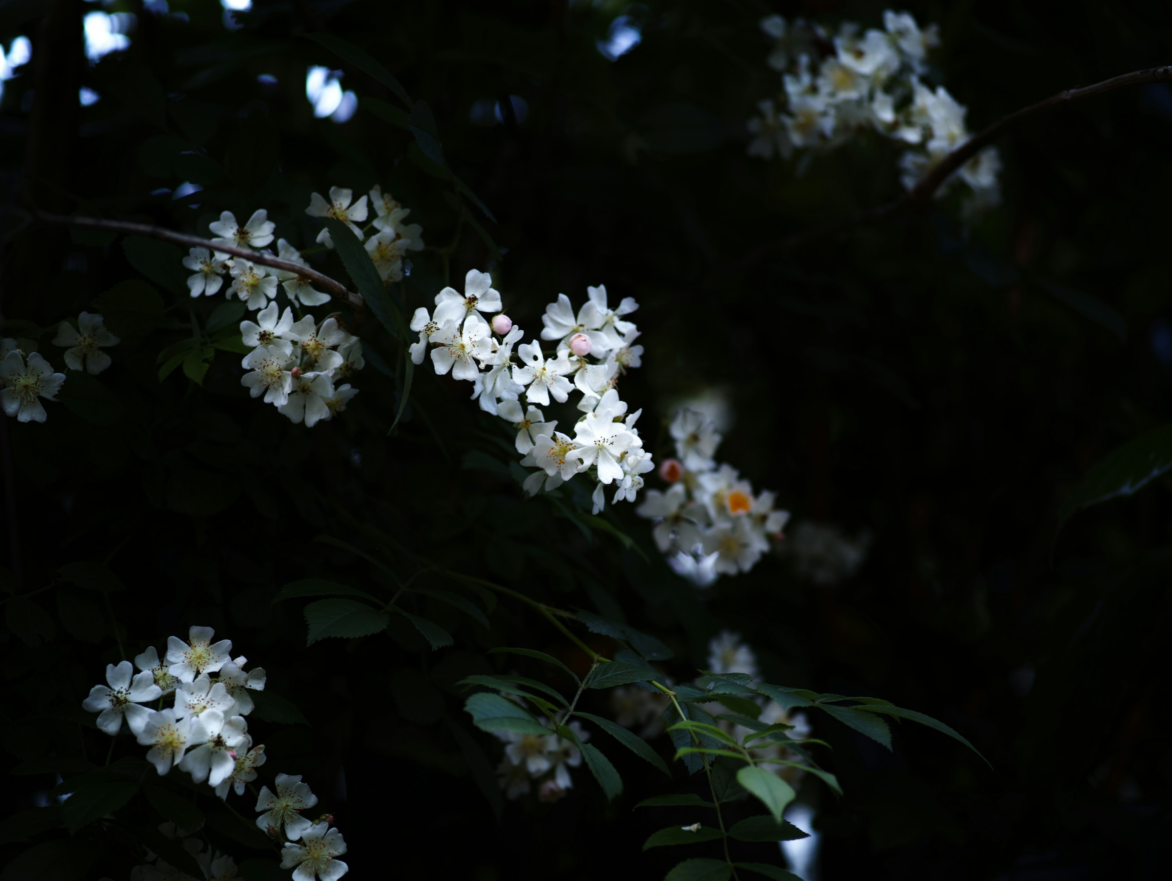 Weiße Blumen blühen vor einem dunklen Hintergrund