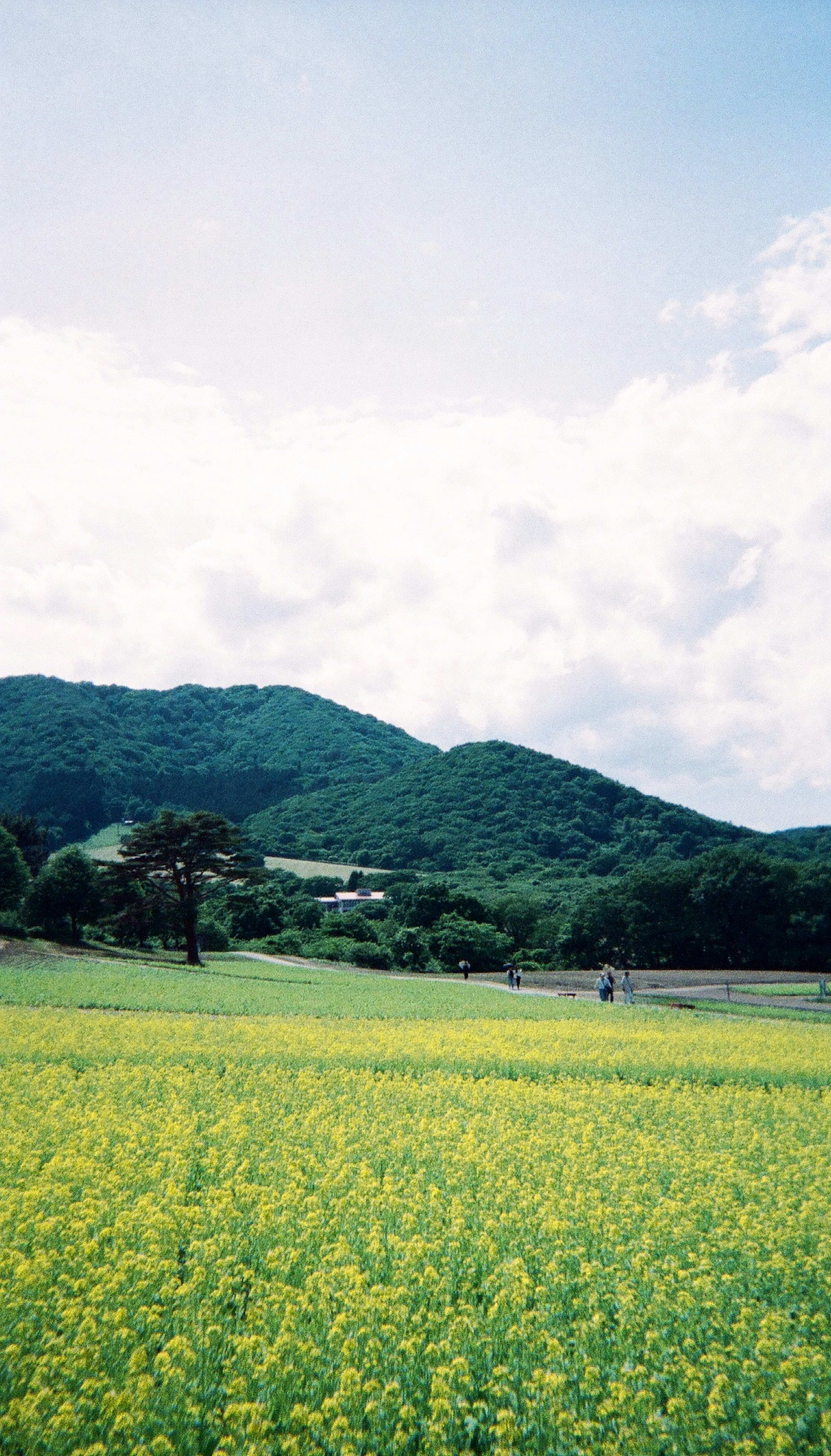 Scenic view of green mountains and a yellow flower field