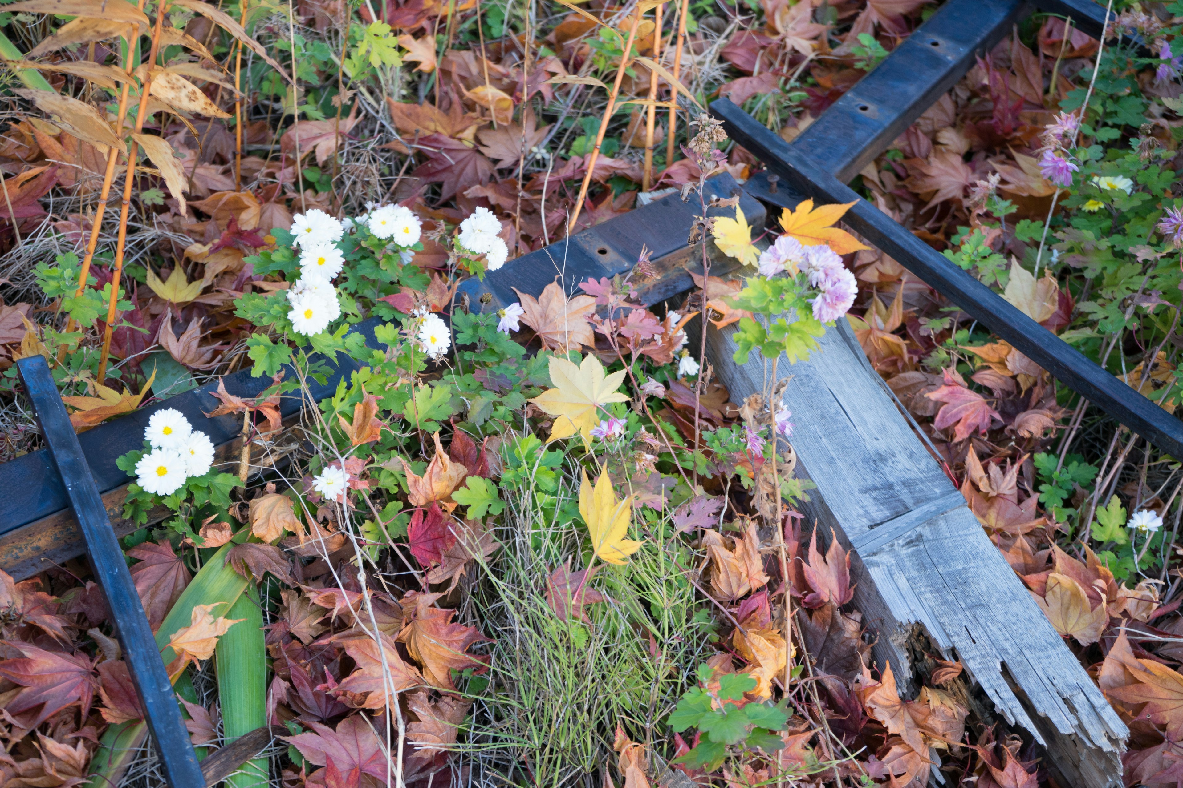 A scene with white flowers and an old wooden plank among colorful fallen leaves