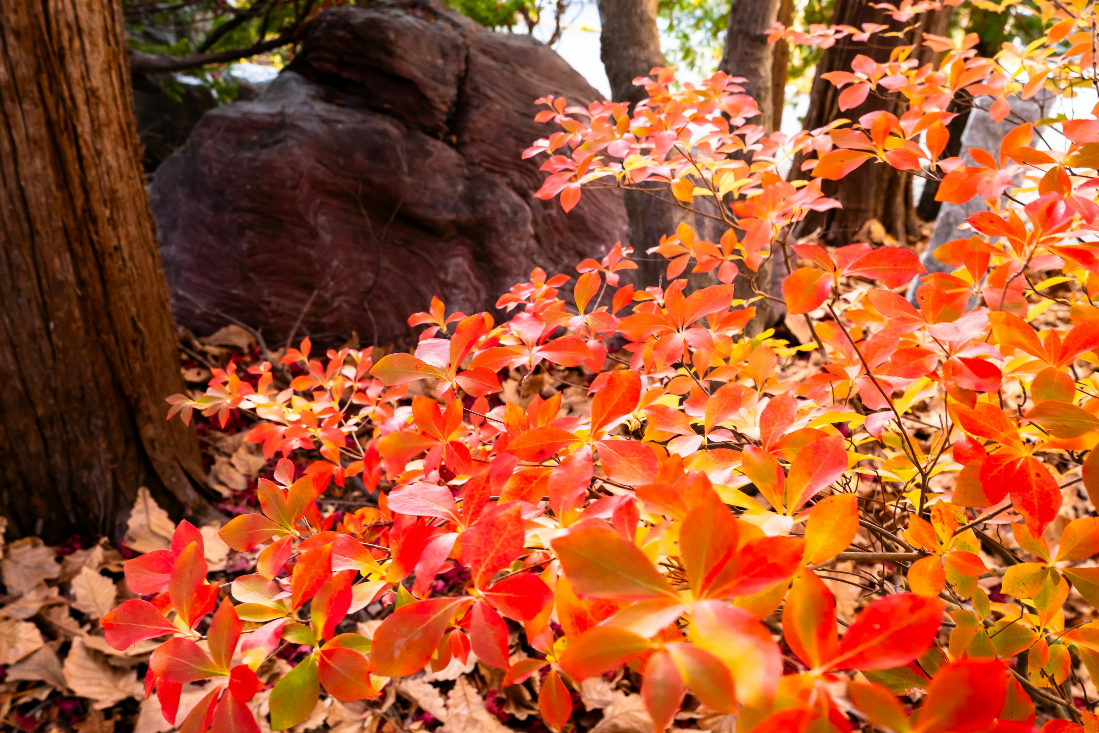 Vibrant red and orange leaves spread across an autumn landscape