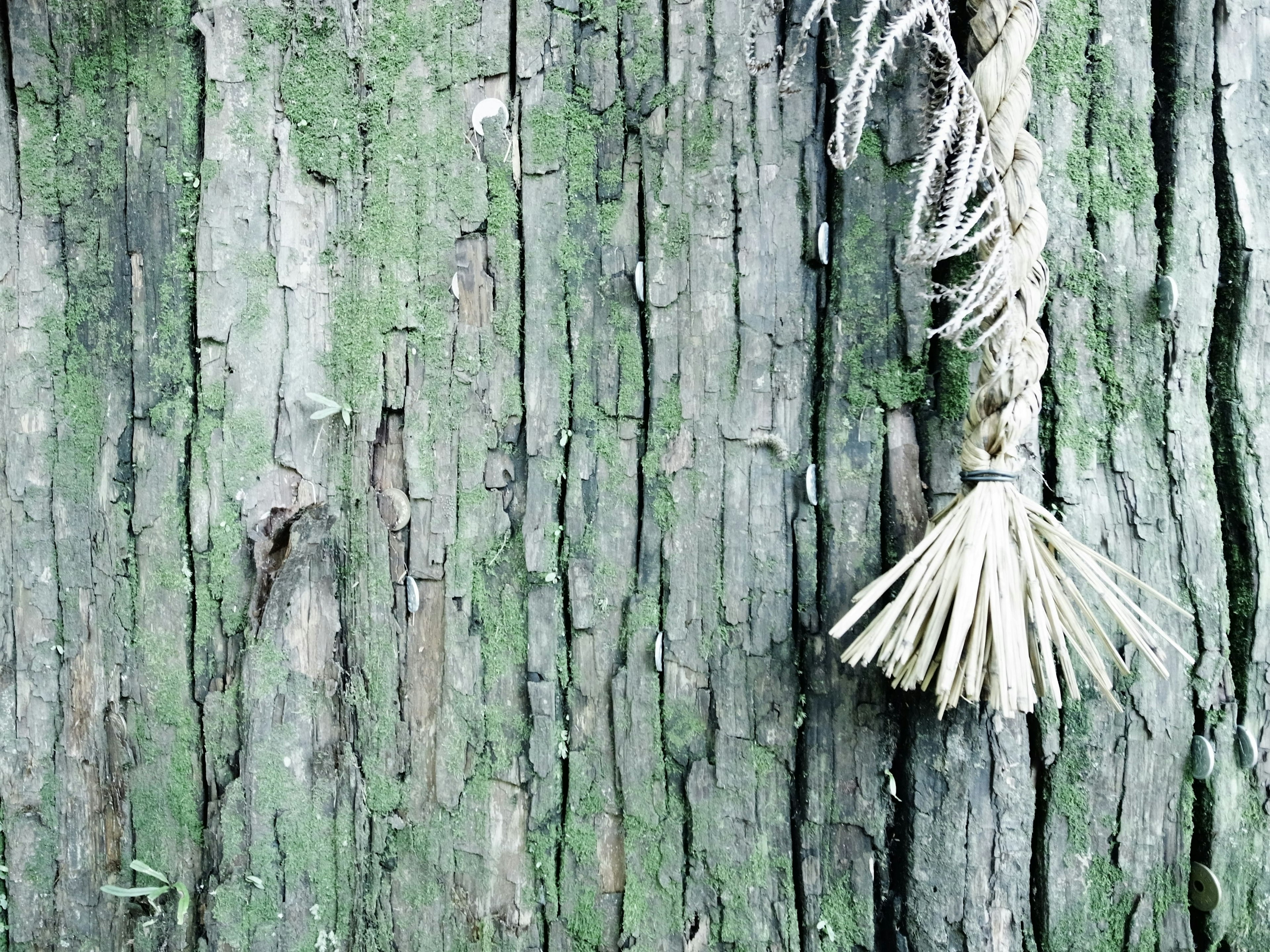 Primo piano della corteccia di un albero con un fascio di paglia attaccato