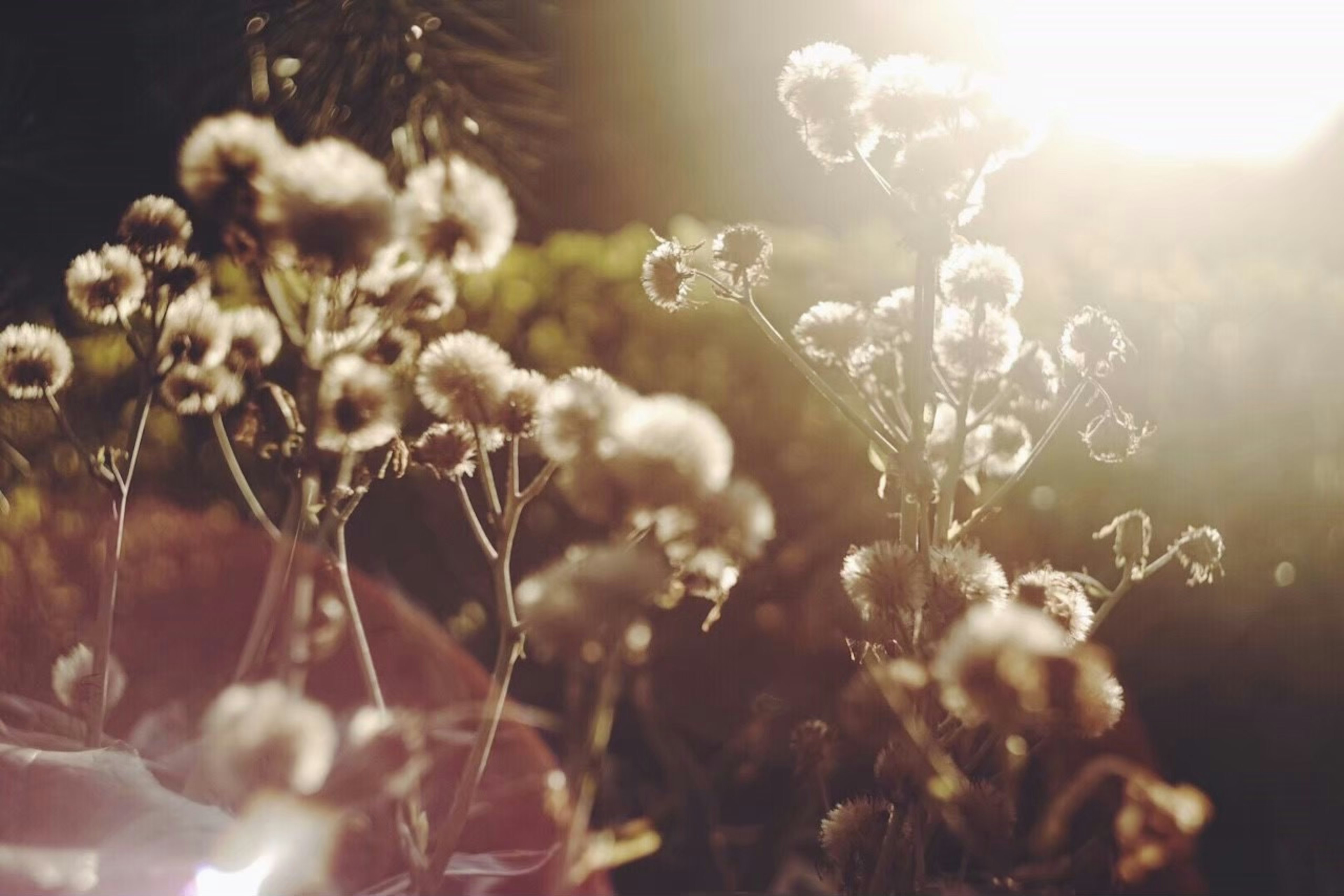 Soft white flowers illuminated by sunlight in a natural setting