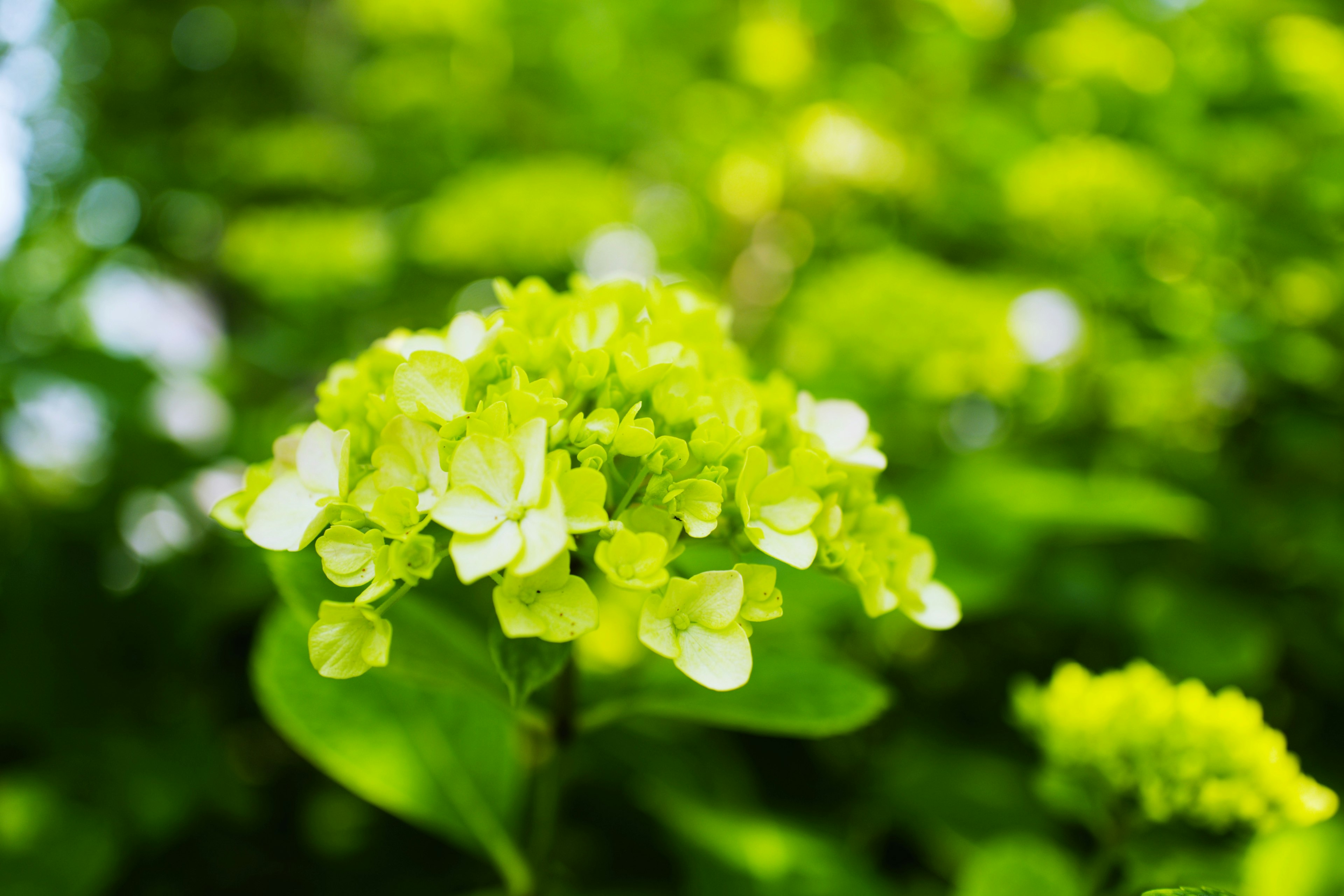 緑色の花が咲いている植物のクローズアップ背景はぼやけた緑色