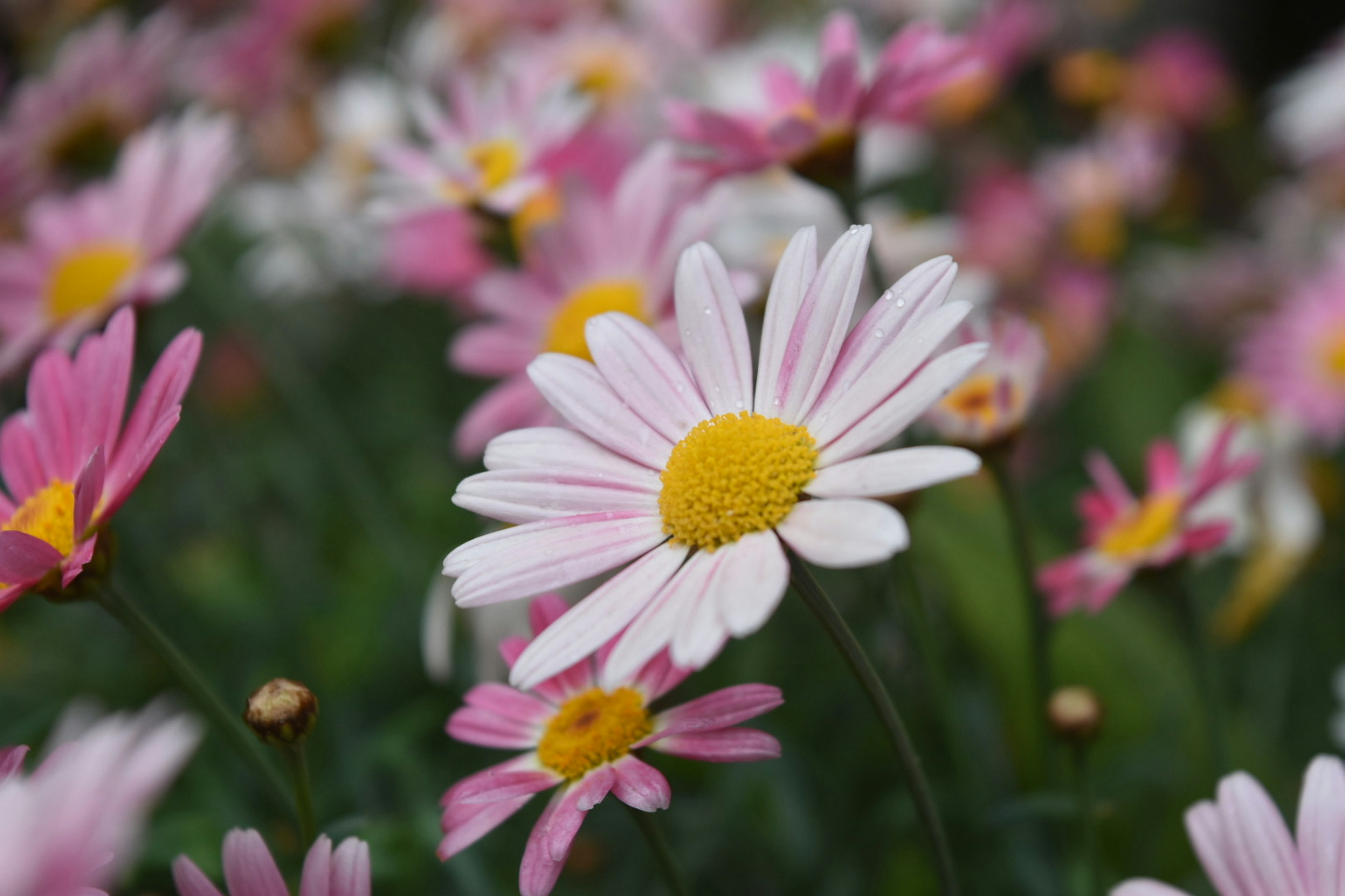 A blooming daisy with pink and white petals surrounded by green foliage