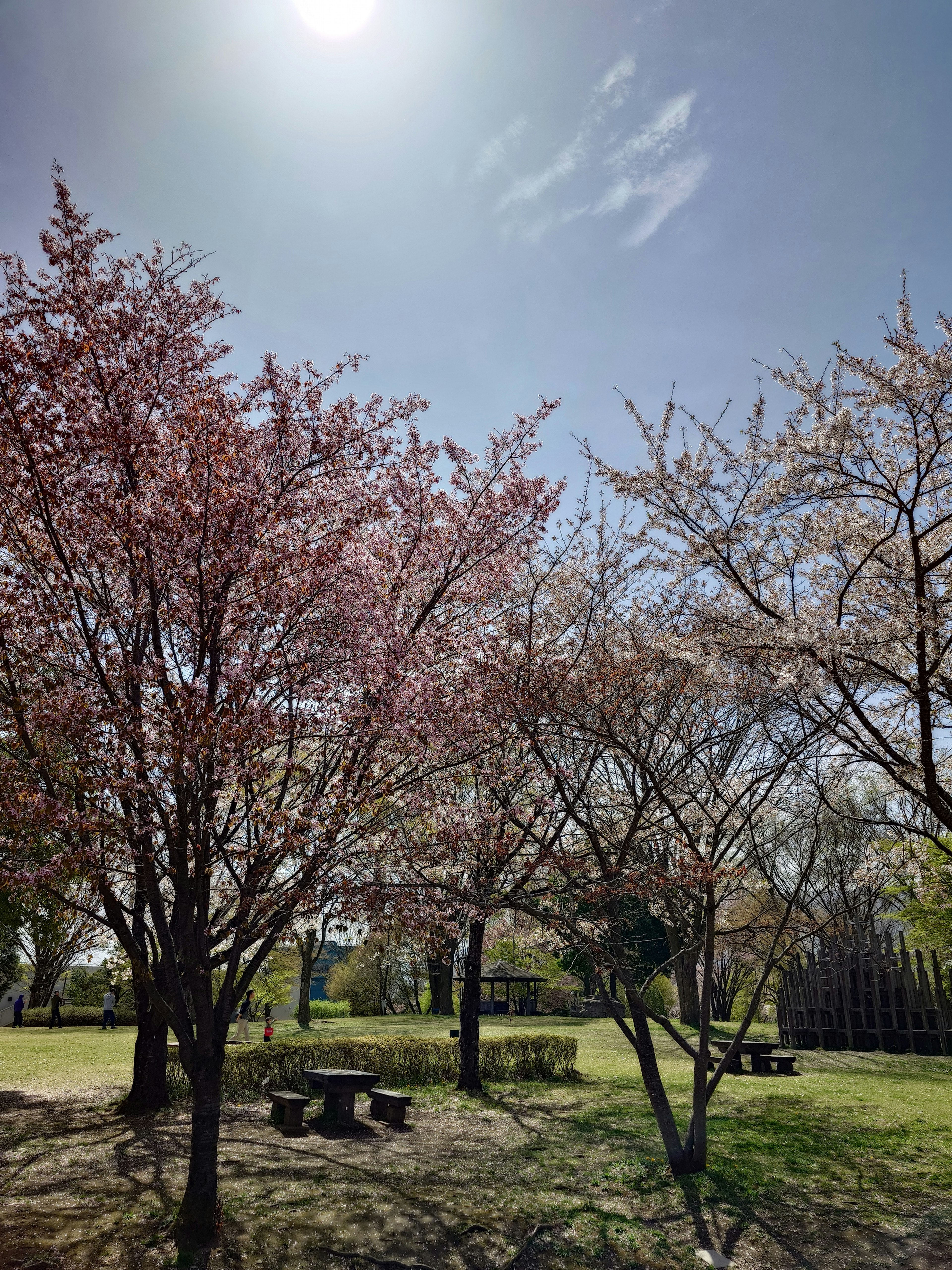 Arbres en fleurs dans un parc sous un ciel bleu clair avec des tables de pique-nique