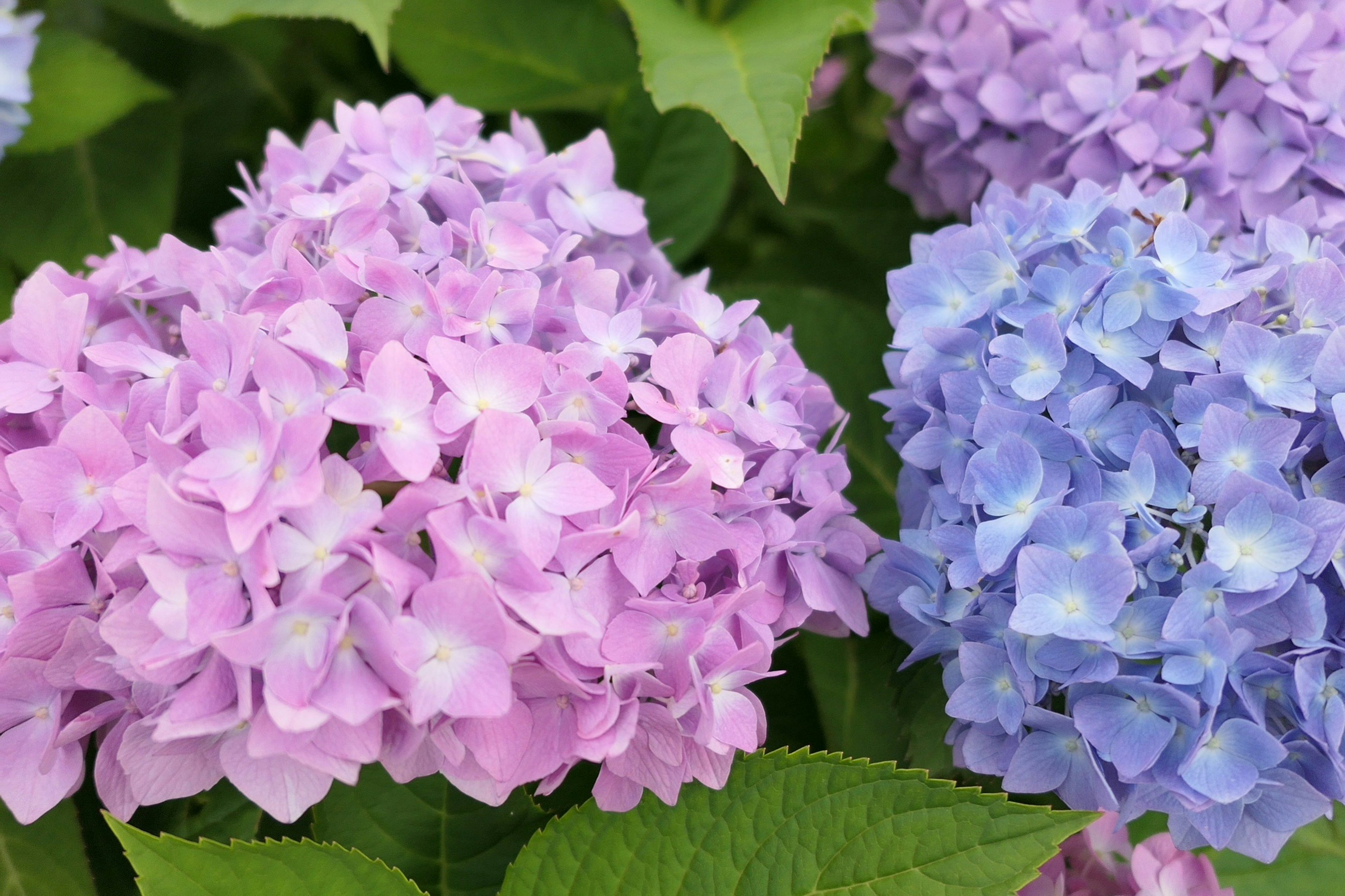 ดอกไฮเดรนเยียสีสันสดใสในเฉดสีชมพูและน้ำเงิน