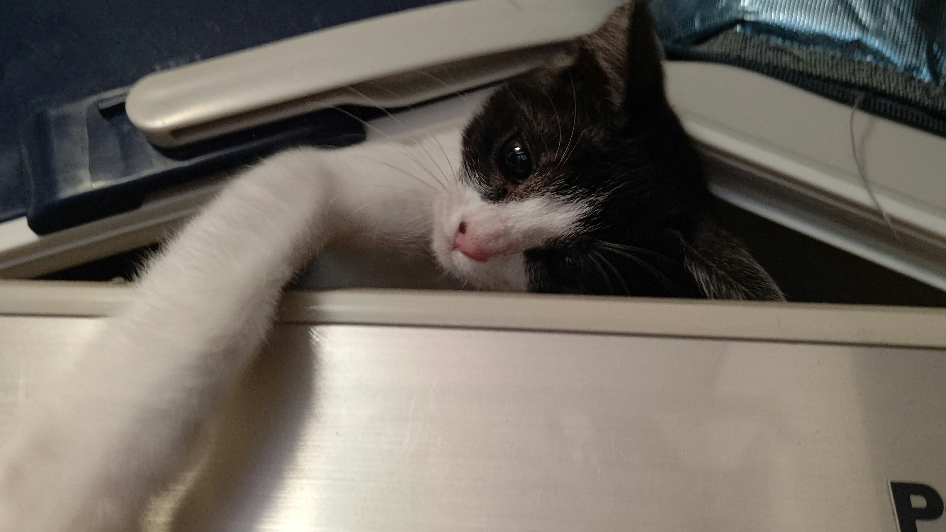 Un chat noir et blanc regardant depuis l'intérieur d'une machine à laver