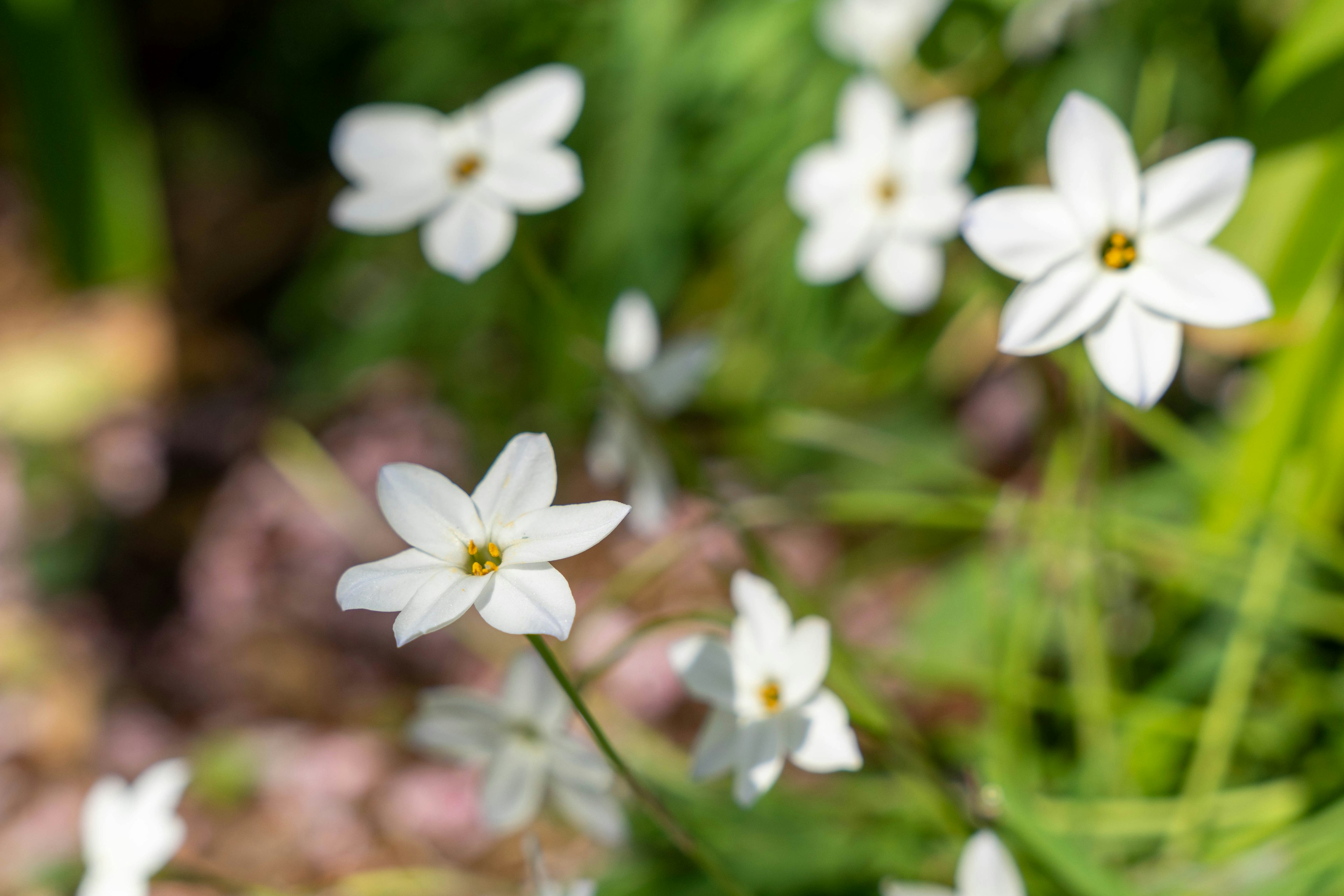 Image de fleurs blanches épanouies sur fond vert