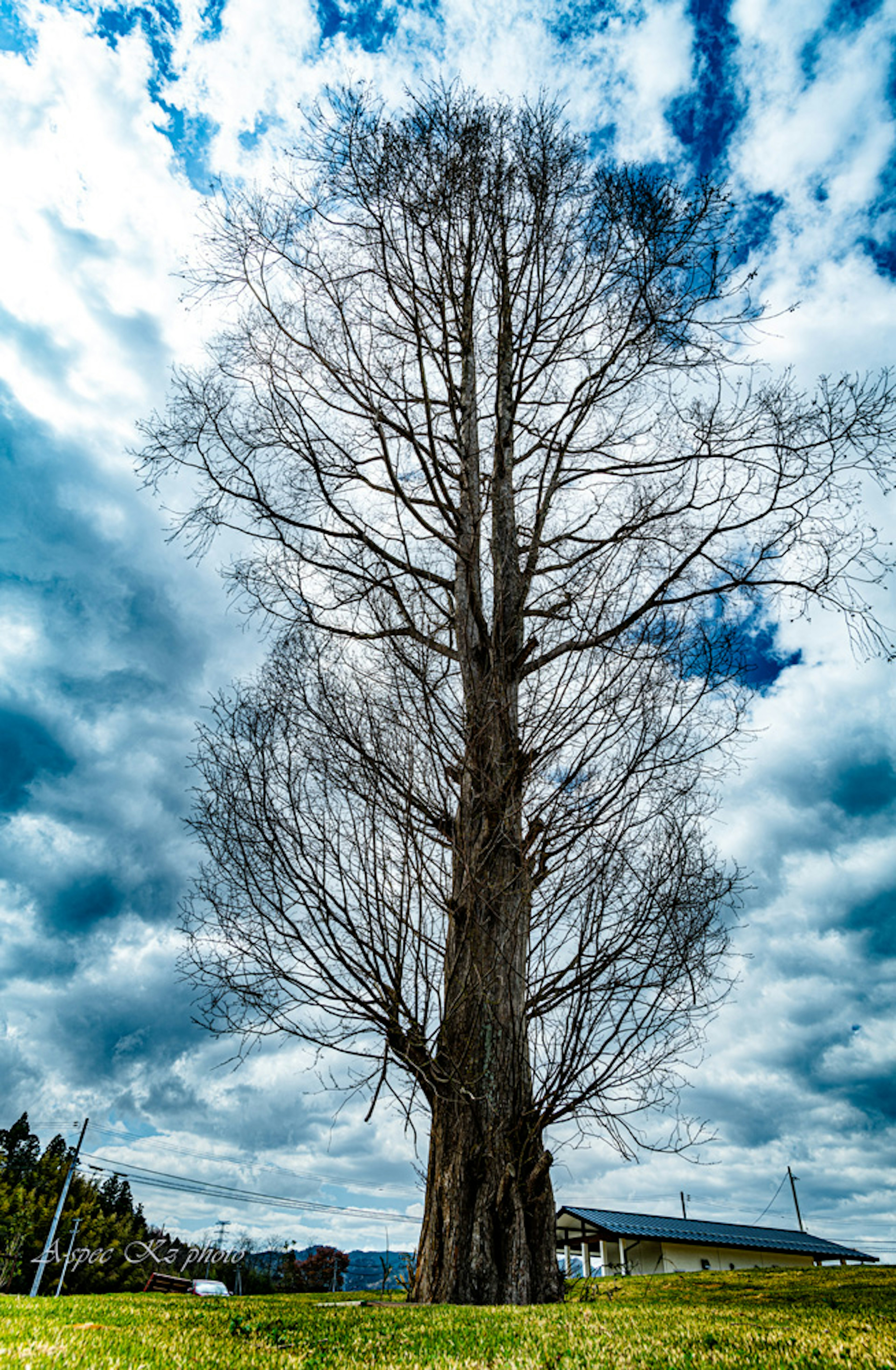 Grand arbre nu devant un ciel nuageux dramatique