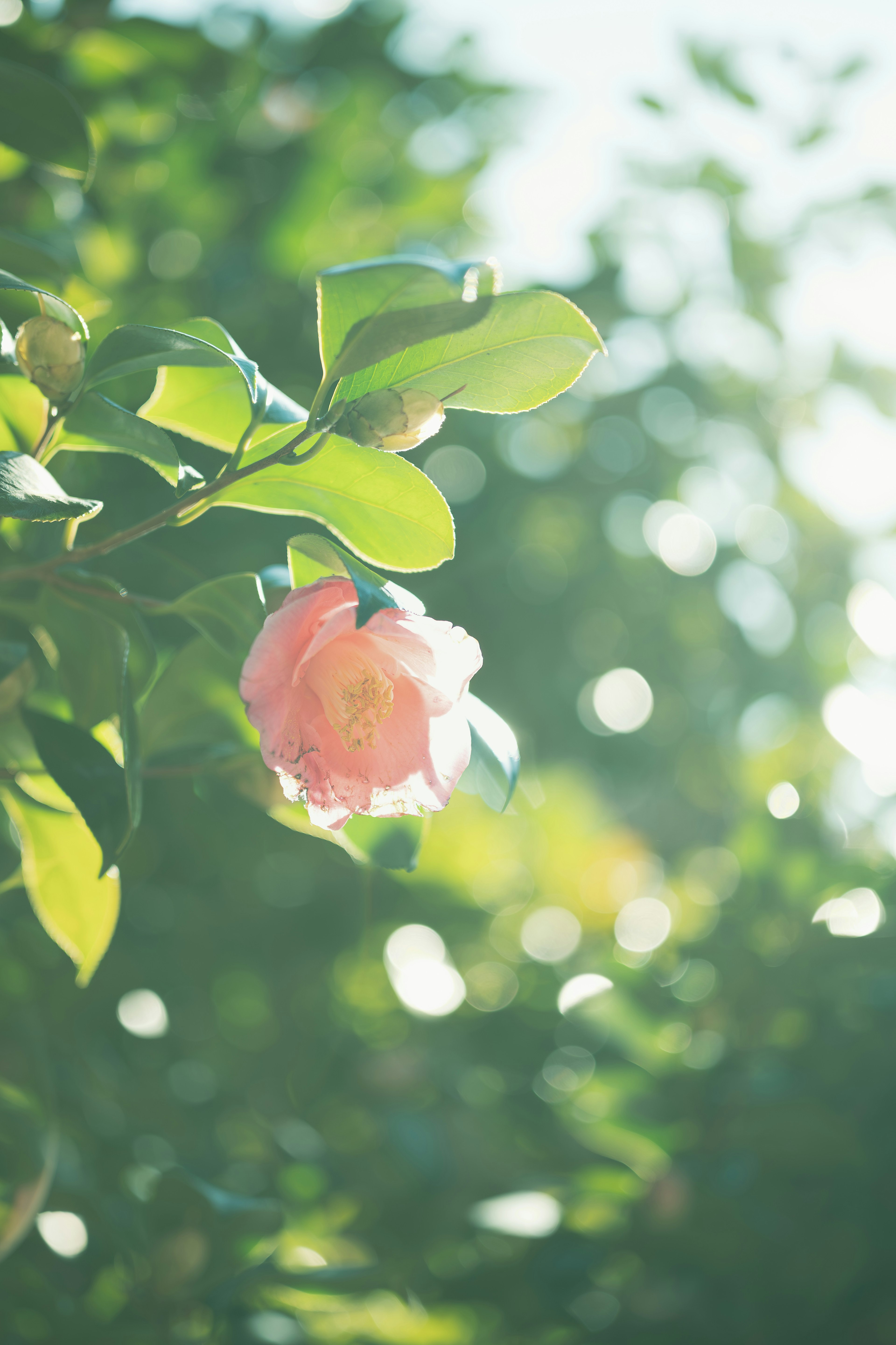 Delicate pink flower partially obscured by green leaves with a soft blurred background