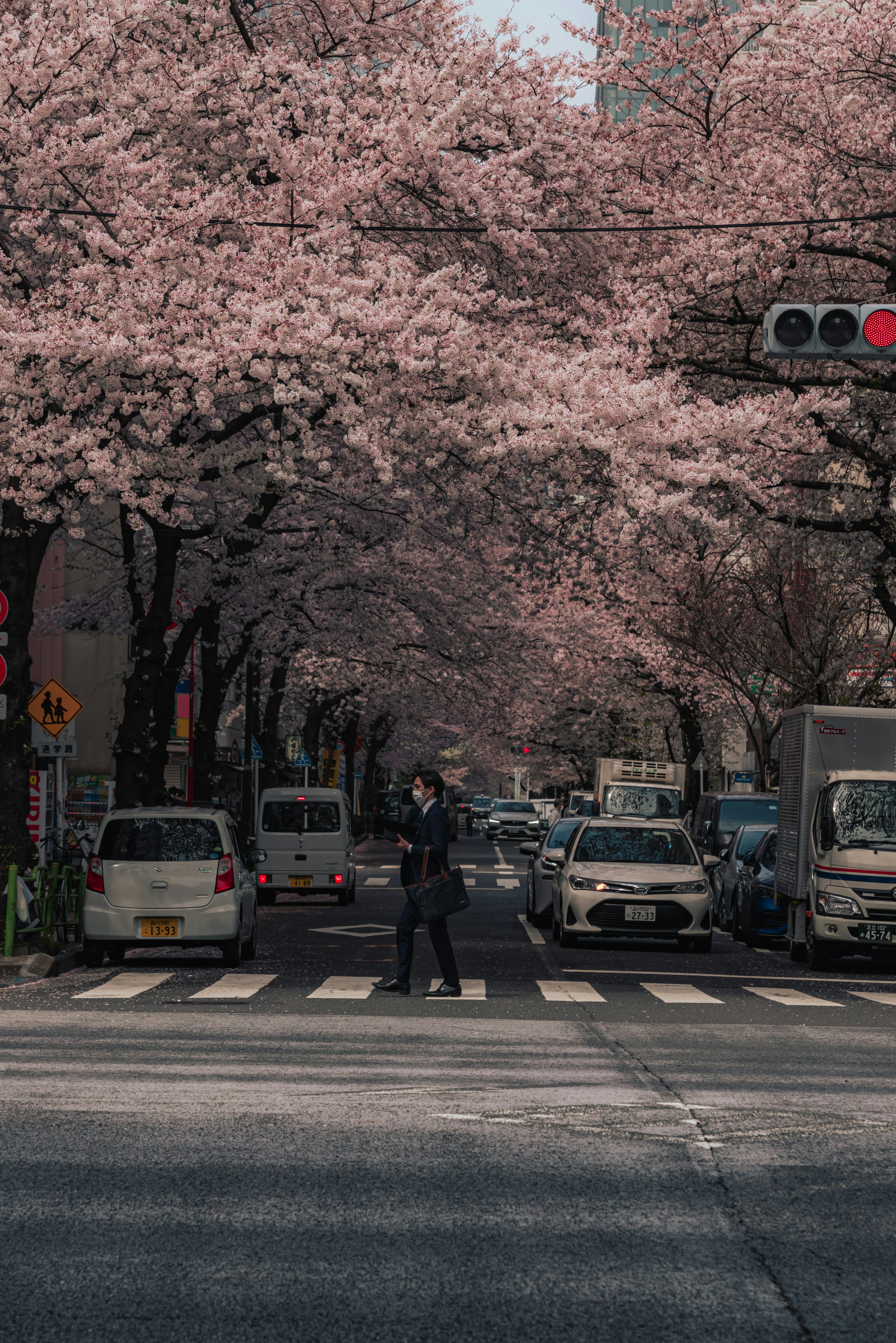 Seorang pejalan kaki melintasi jalan yang dikelilingi pohon sakura yang sedang mekar