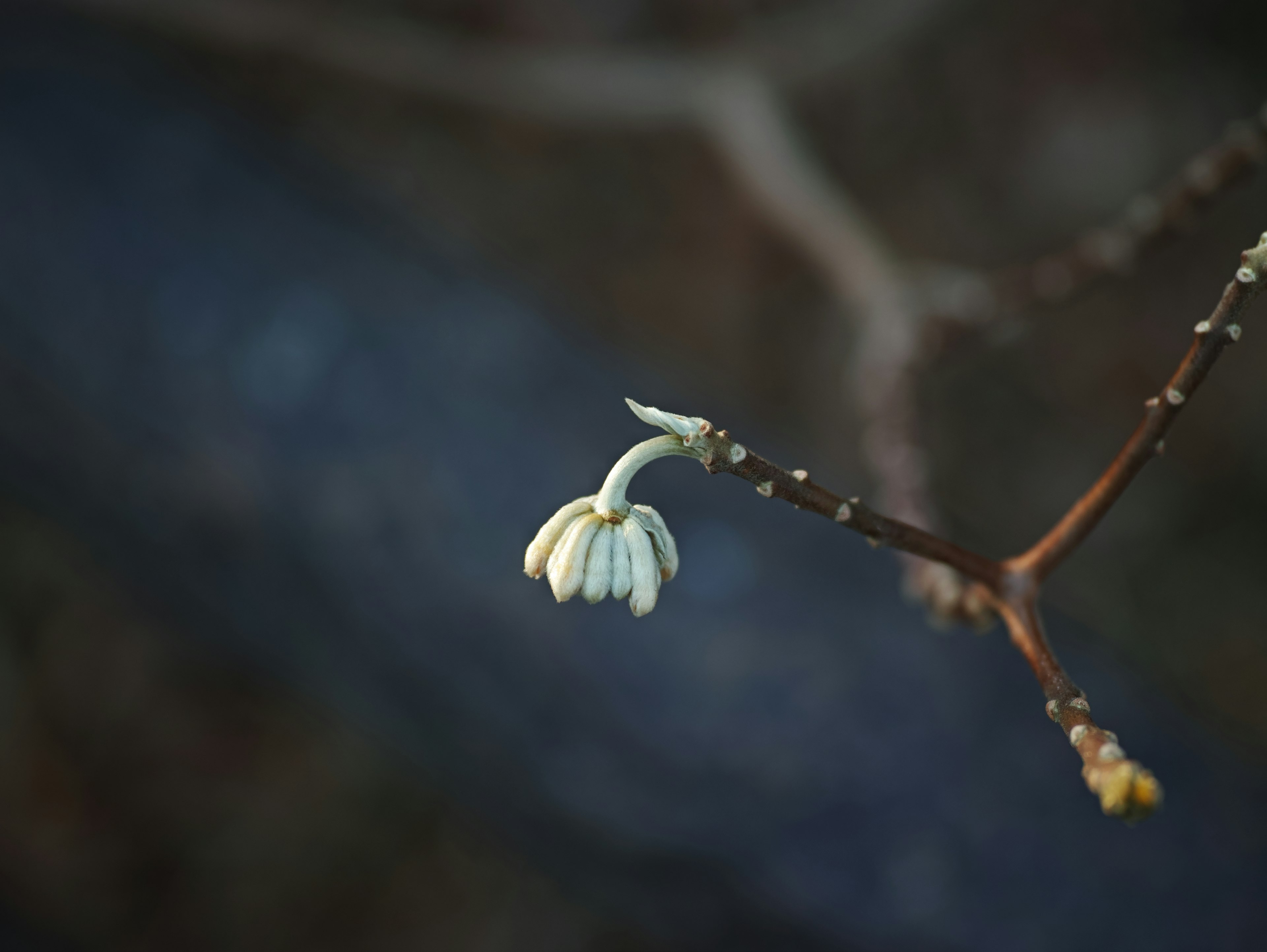 Close-up of a branch with a white flower blooming