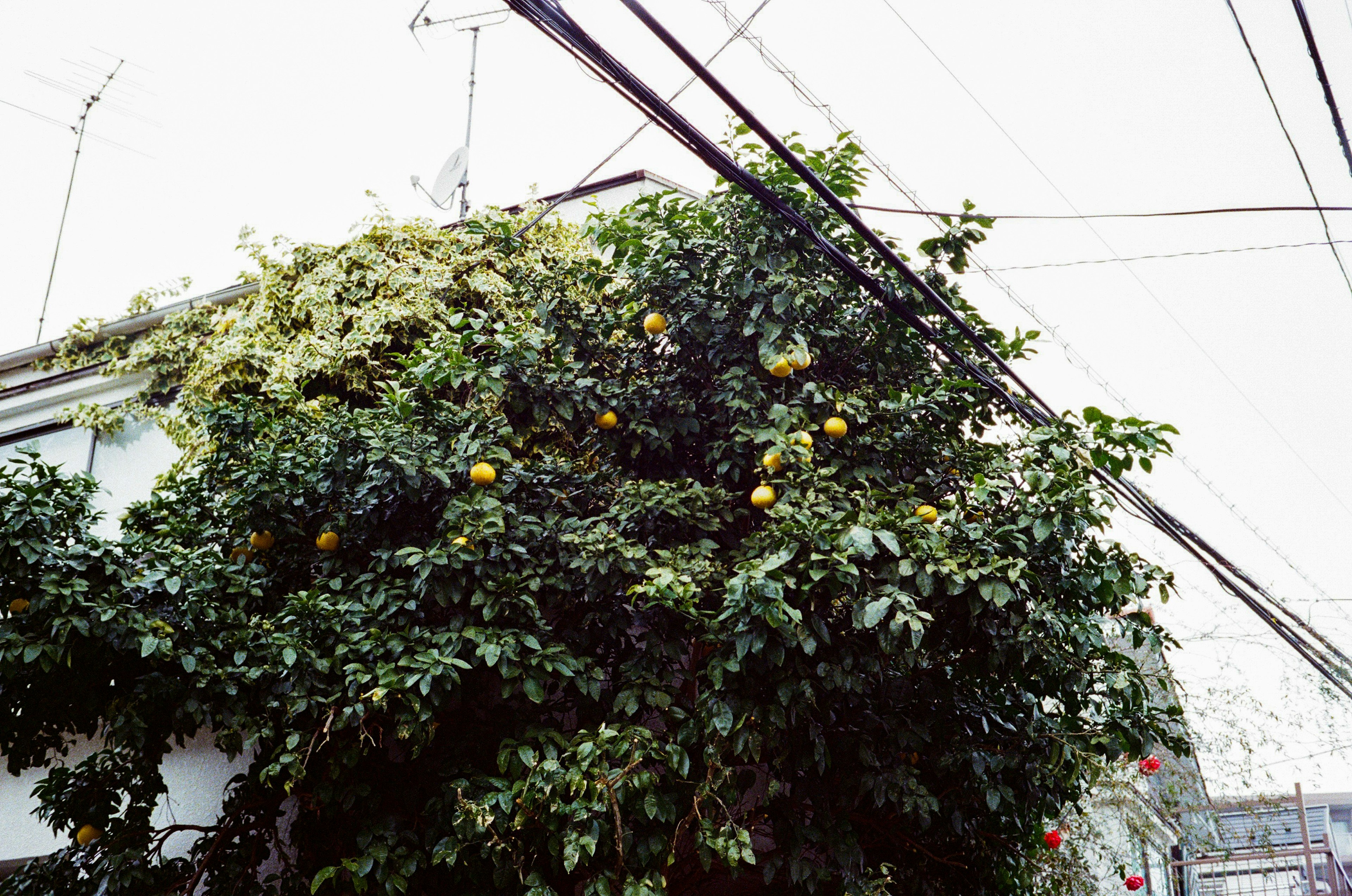 Ein Baum mit orangen Früchten, der in einer Stadtlandschaft und einem Teil eines alten Gebäudes wächst