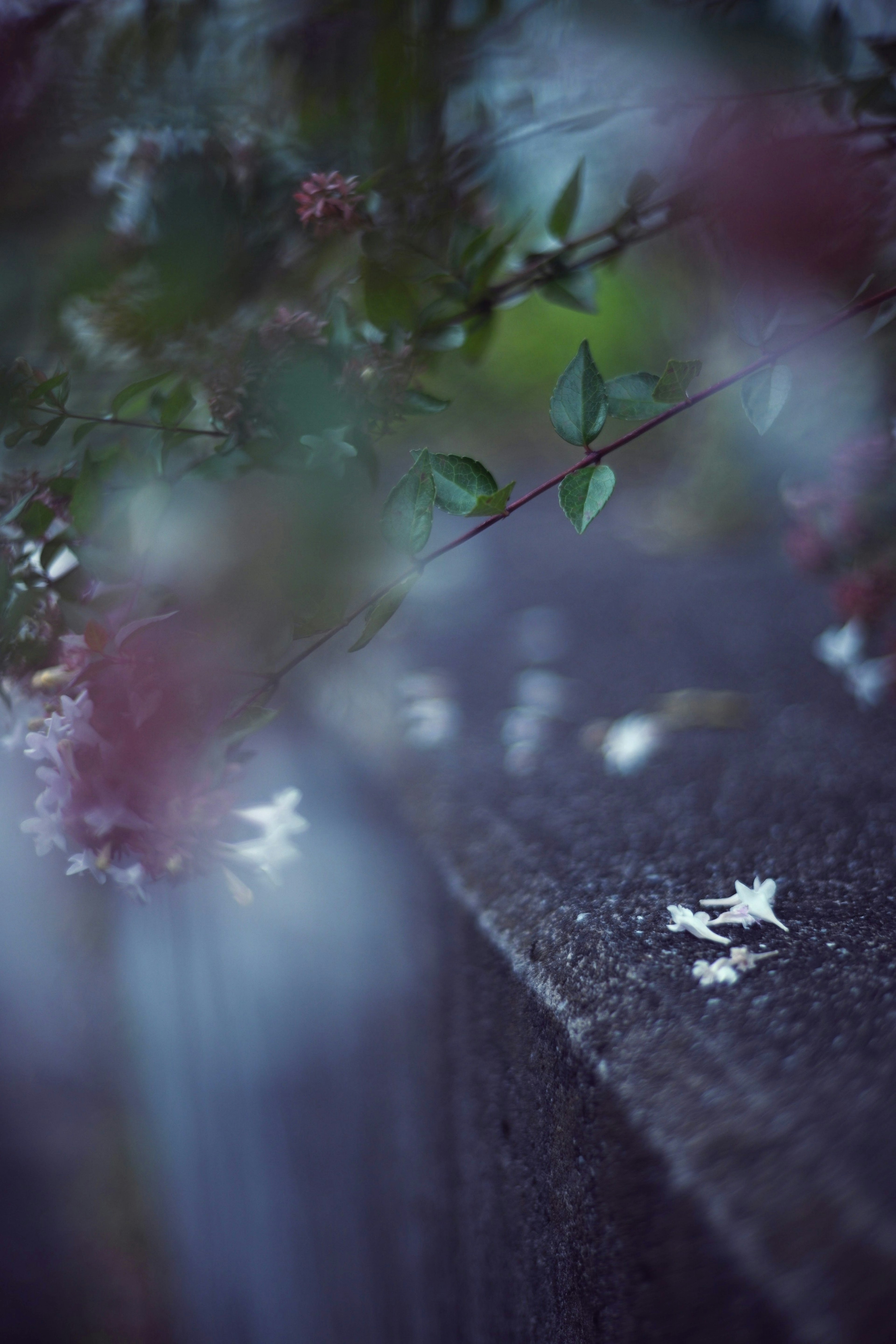 花びらが散ったコンクリートの上にぼんやりとした葉が映る静かな風景