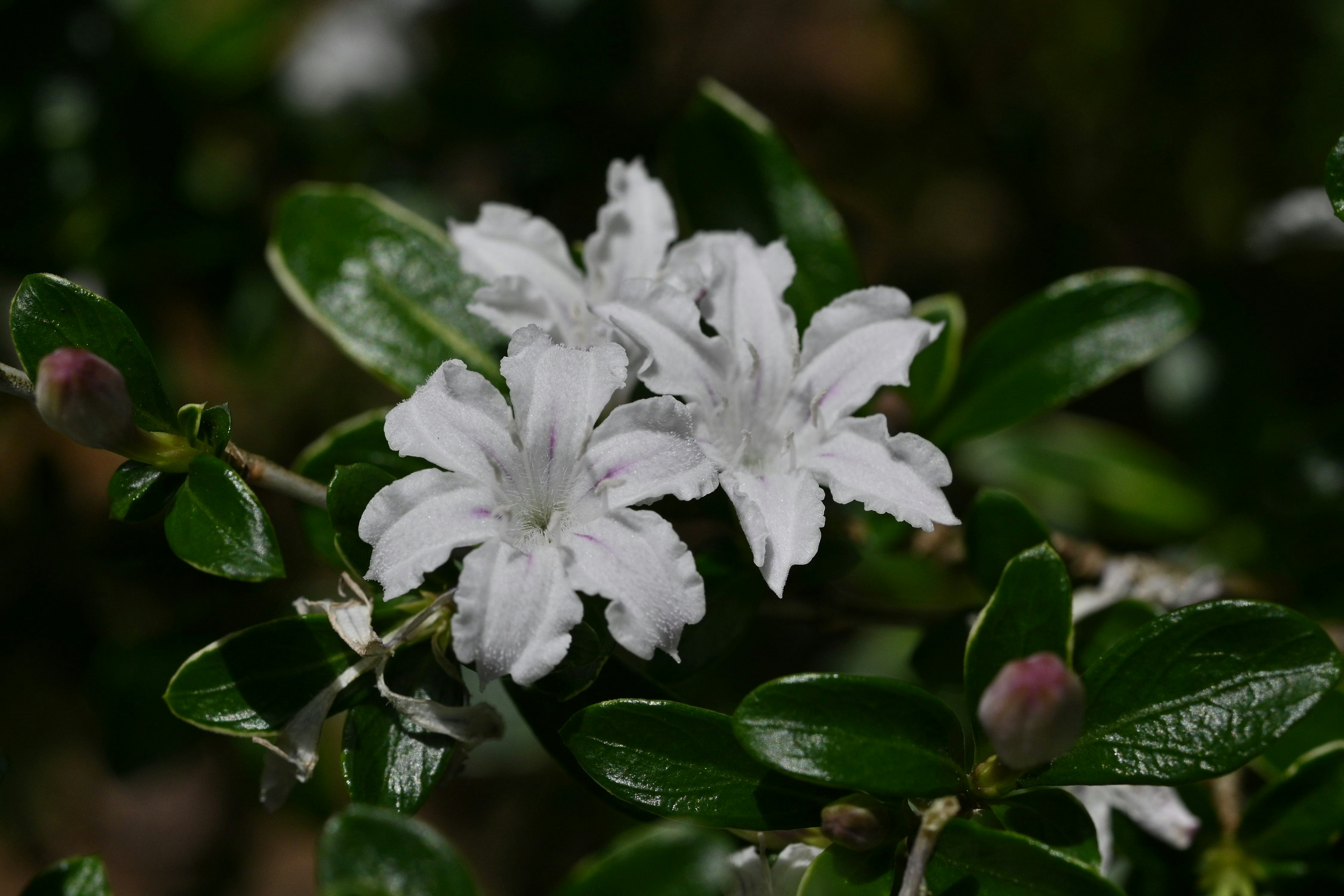 Primo piano di fiori bianchi con foglie verdi