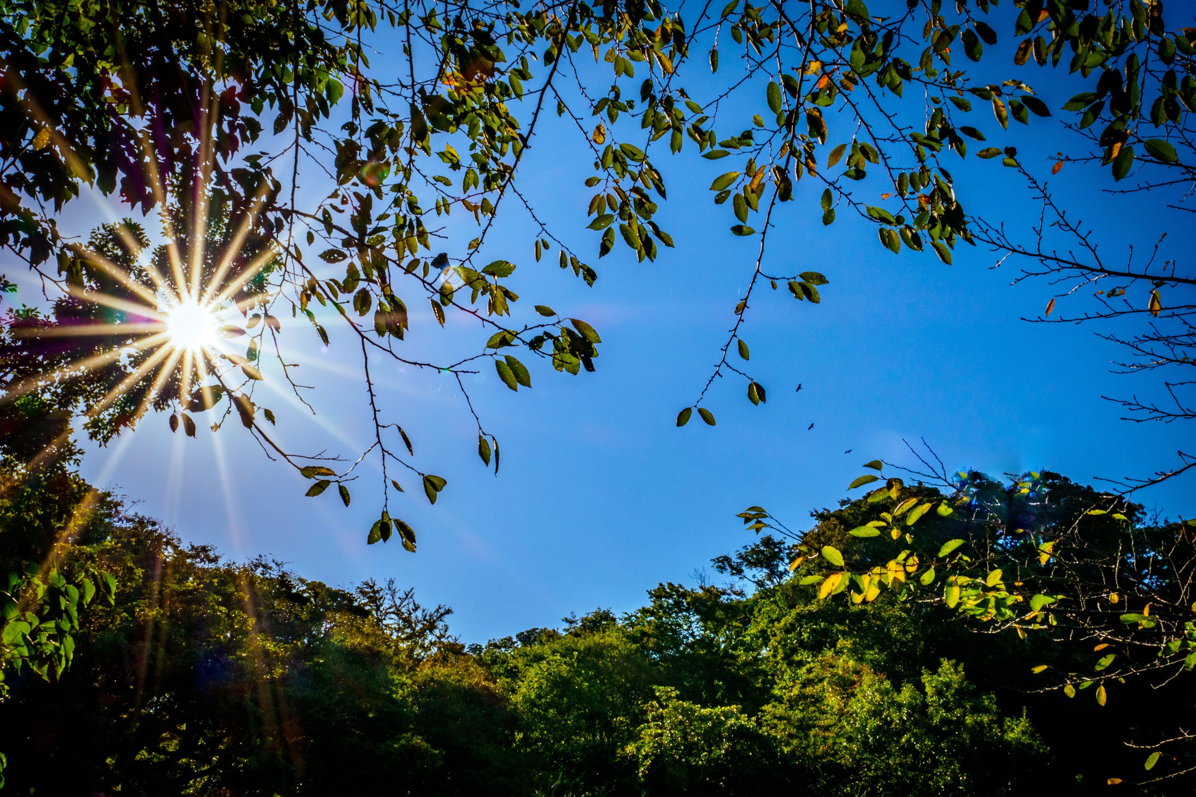 Luz del sol brillando a través de las hojas con un cielo azul claro