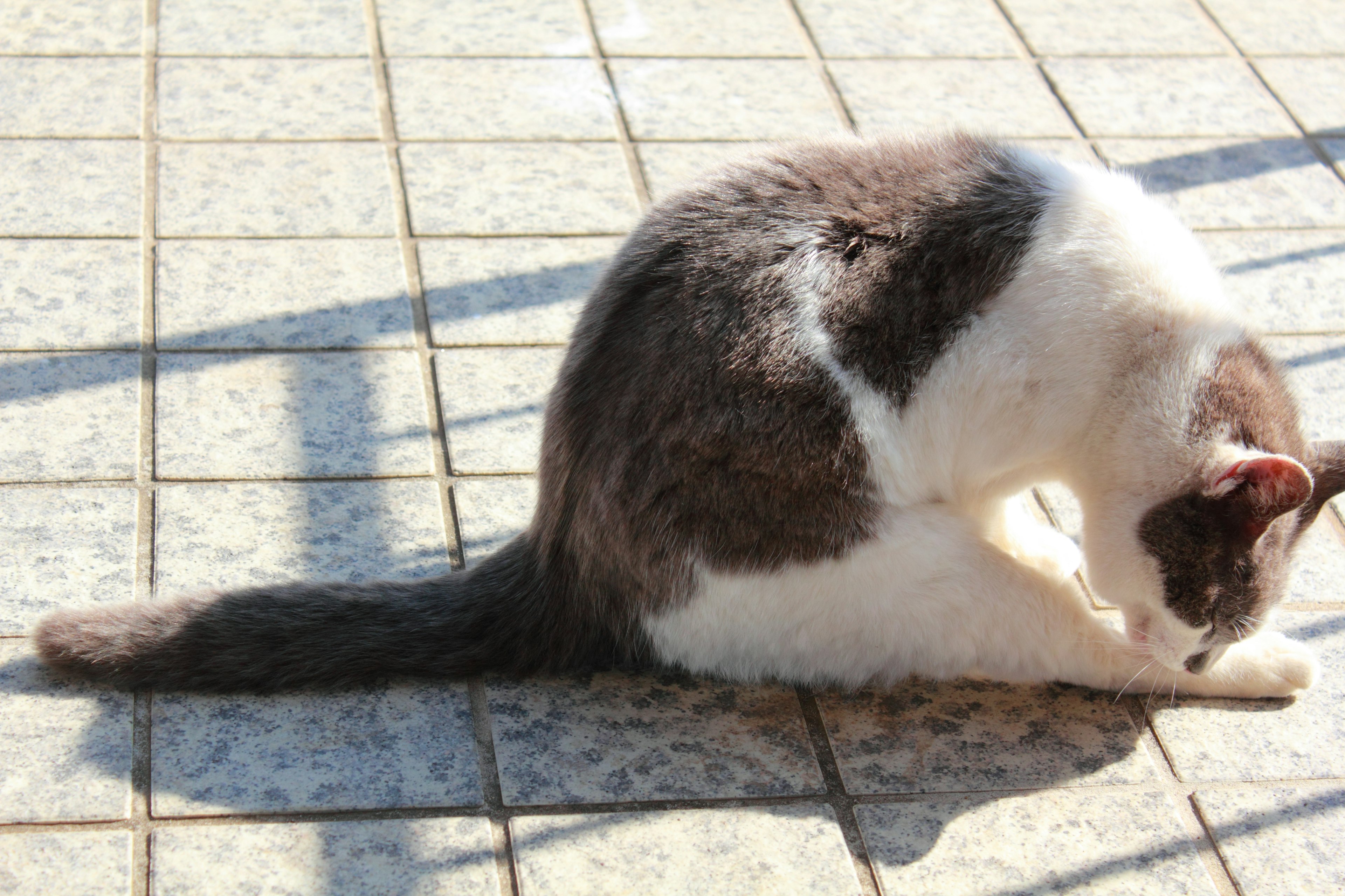 灰色と白の猫が日なたで毛づくろいしている様子