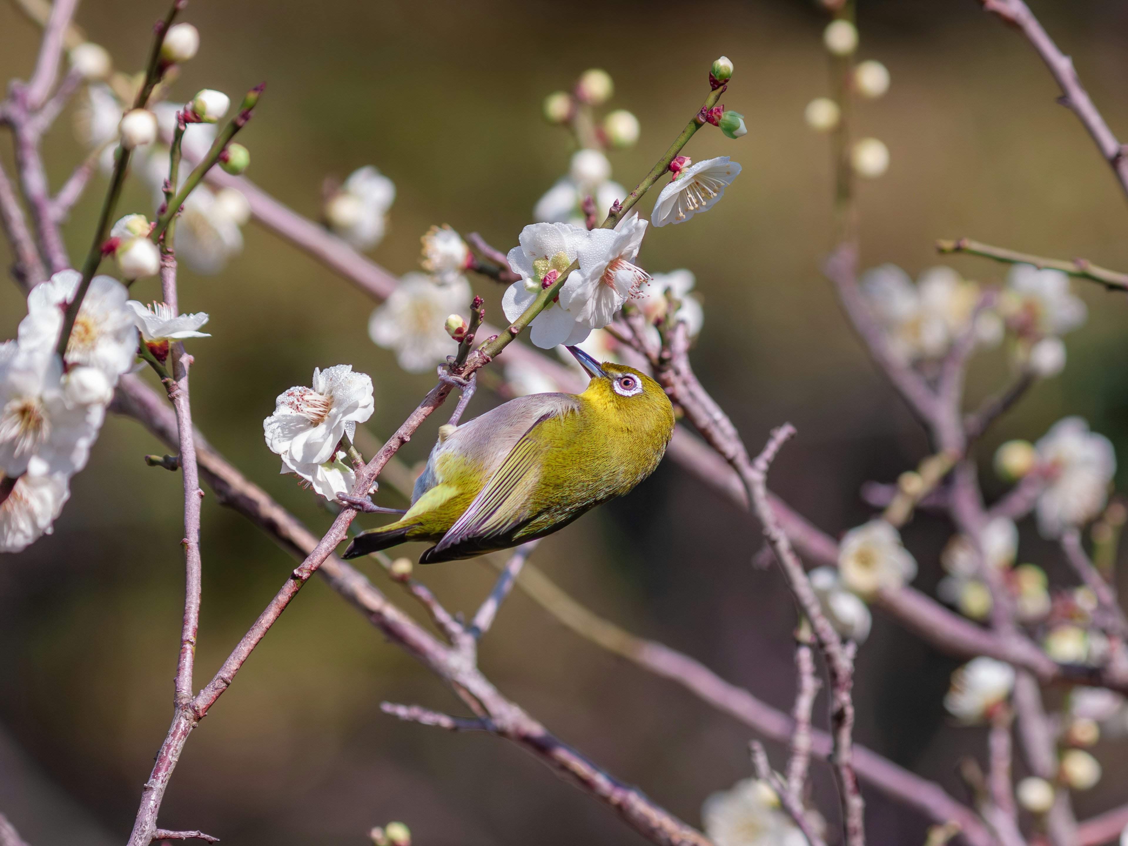 Seekor burung kecil bertengger di antara bunga plum yang mekar