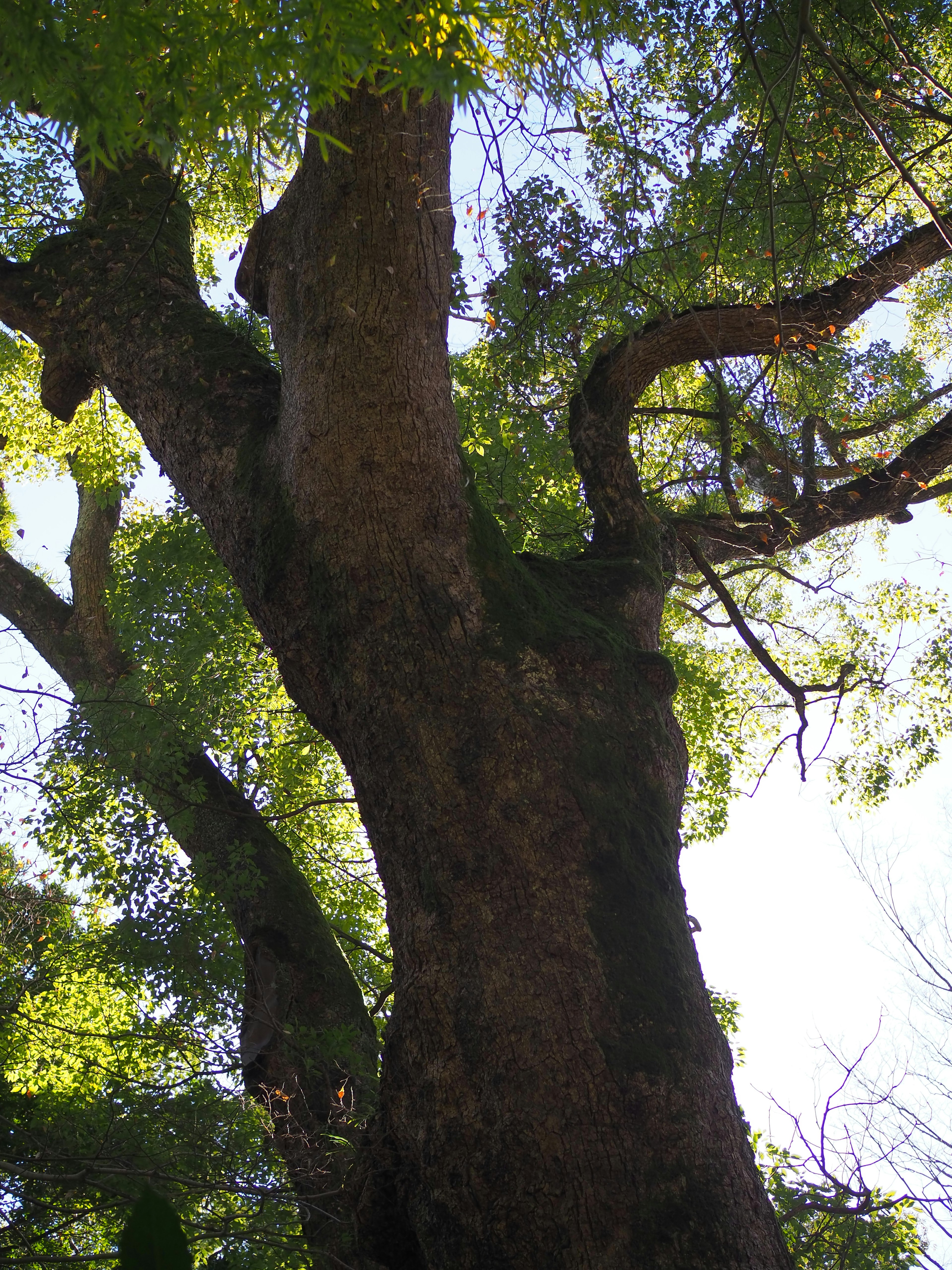 A large tree trunk viewed from below with lush green leaves