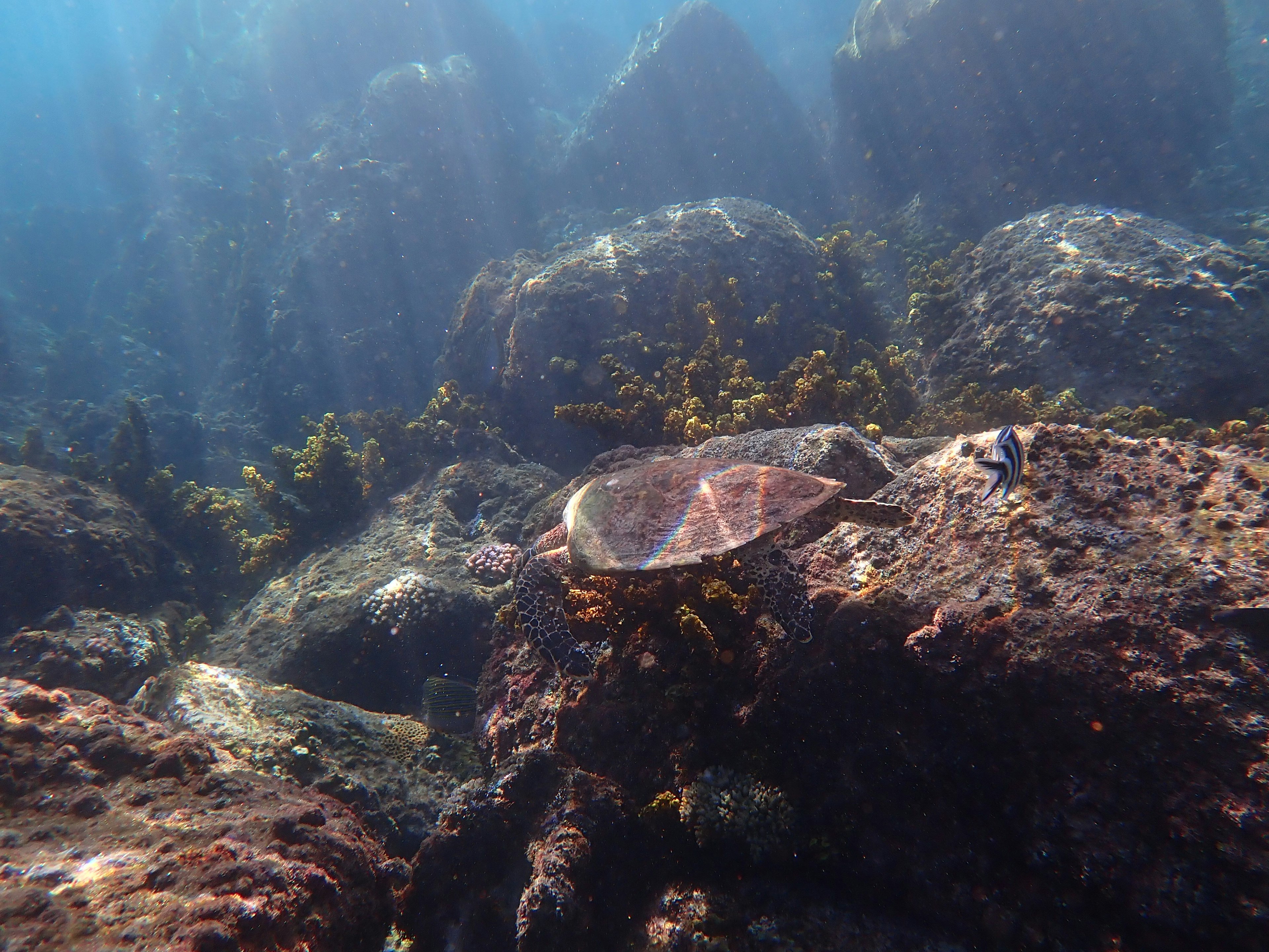 Underwater scene featuring a turtle resting on rocks with sunlight filtering through