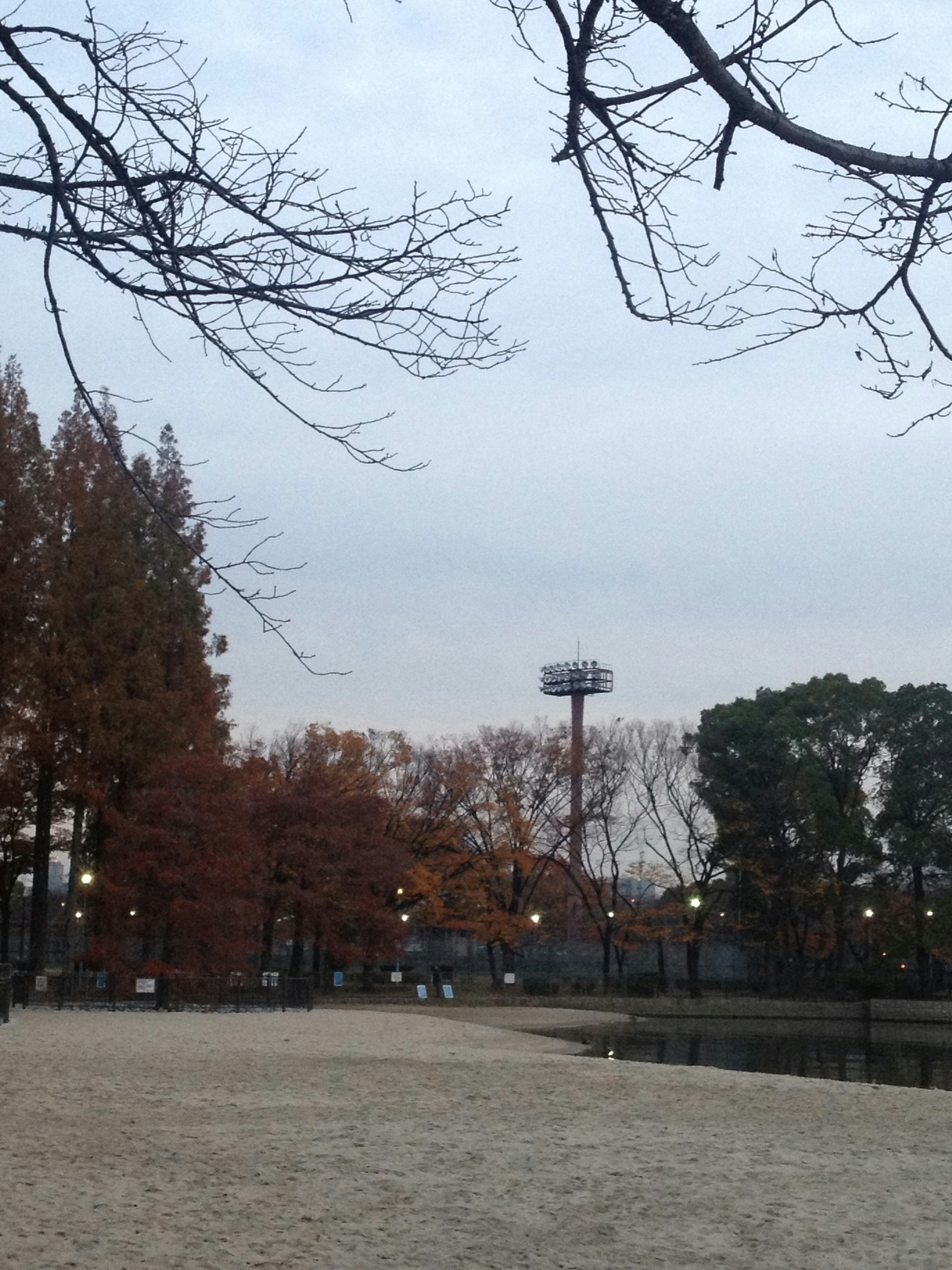 公園の秋の風景　紅葉した木々と曇り空　照明が点灯した小道