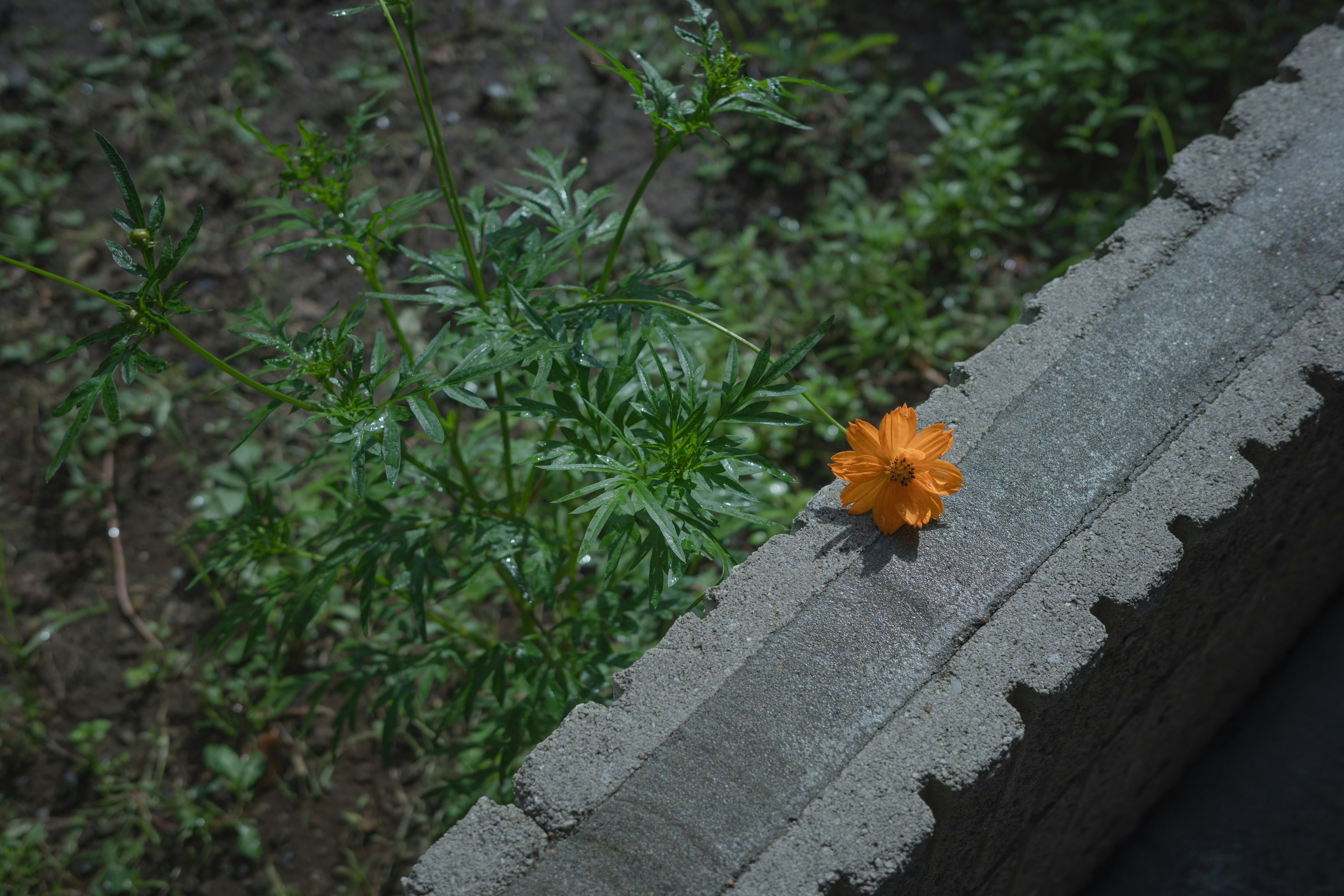 Eine orangefarbene Blume, die auf einer Betonmauer blüht, mit grünen Pflanzen im Hintergrund