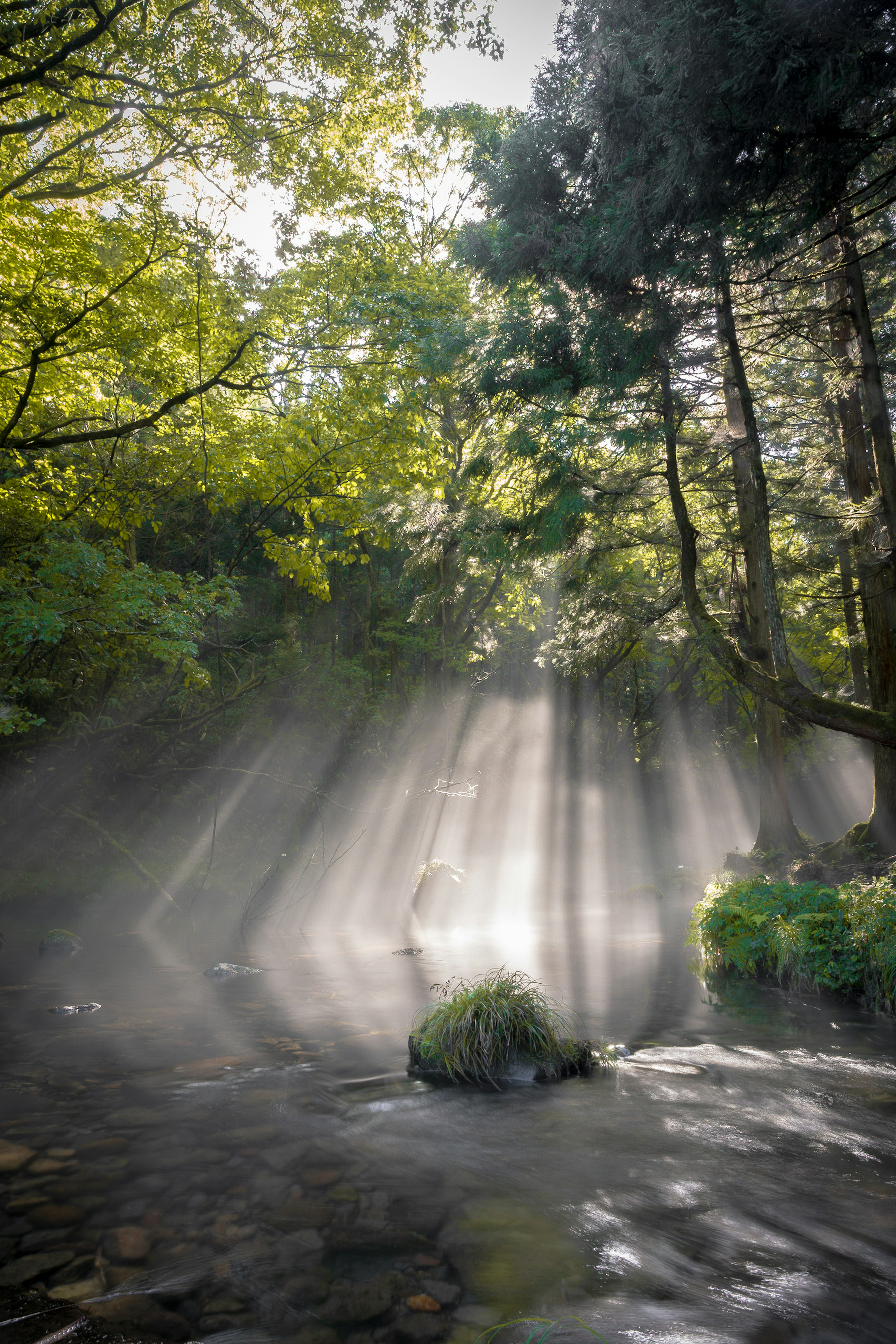 Scena forestale con raggi di sole che filtrano attraverso l'aria nebbiosa alberi verdi e acqua calma