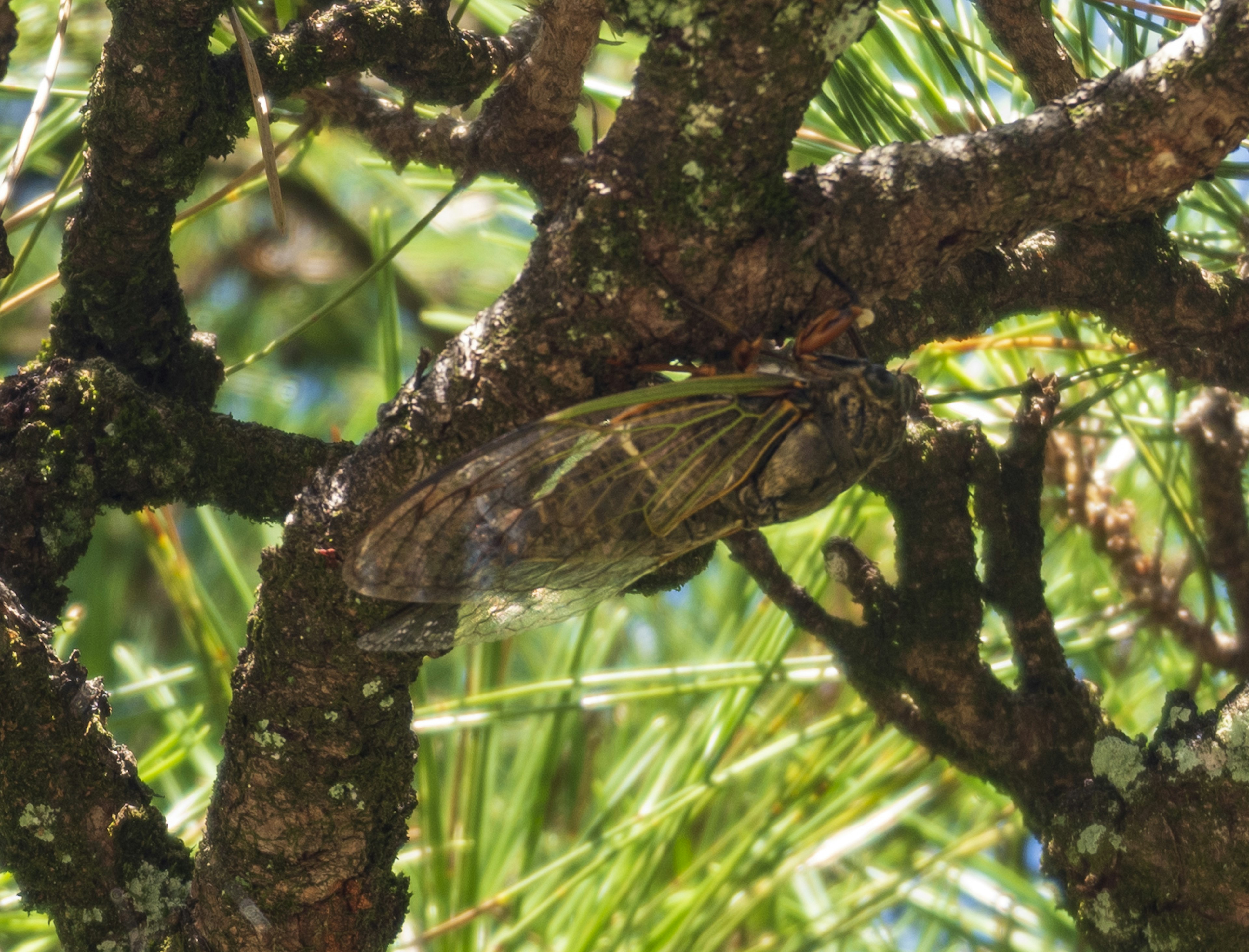 Insecto cigarra posado en una rama de árbol