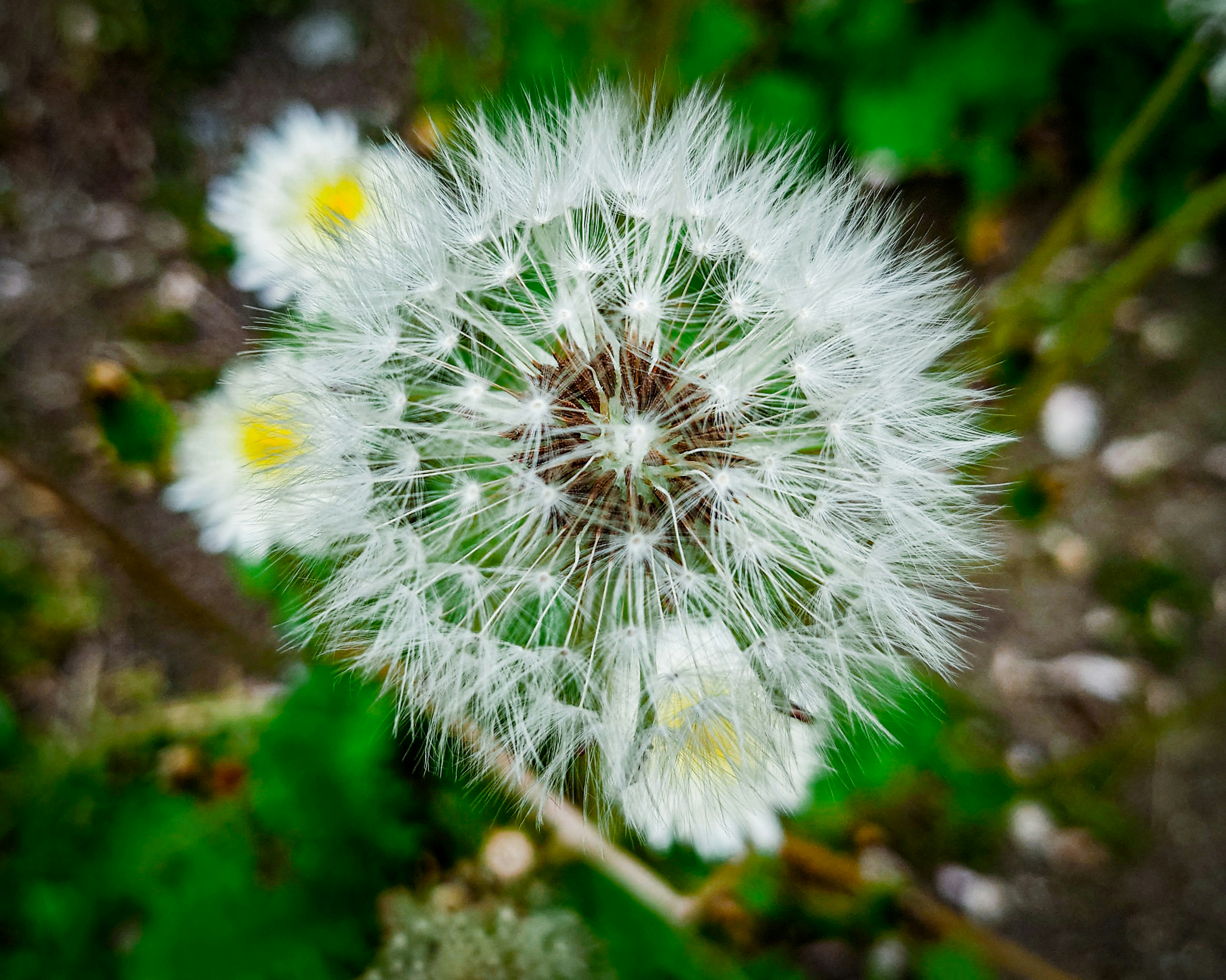 Cabeza de semilla de diente de león blanca con fondo verde