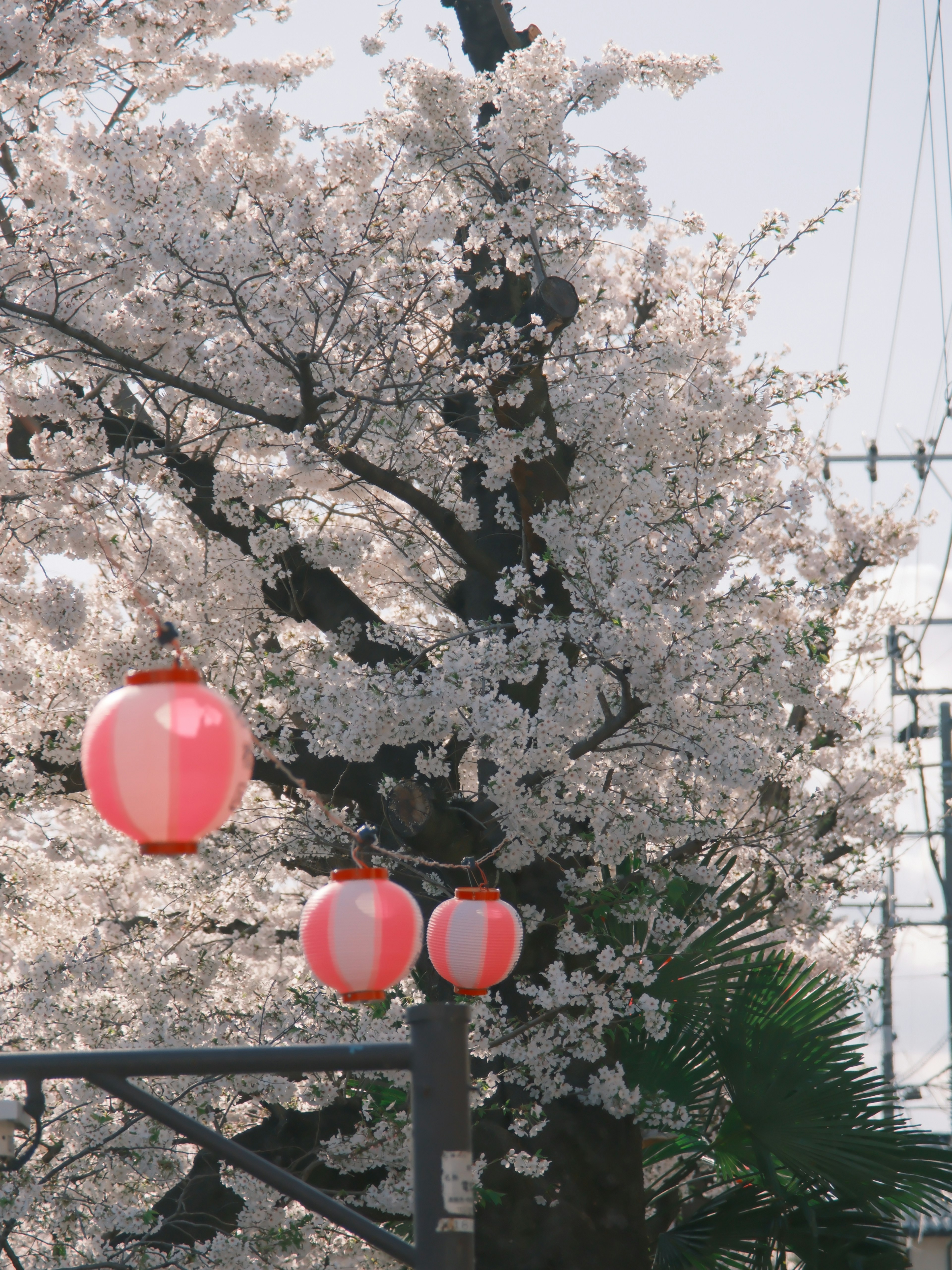 Árbol de cerezo con faroles rojos en una vista escénica