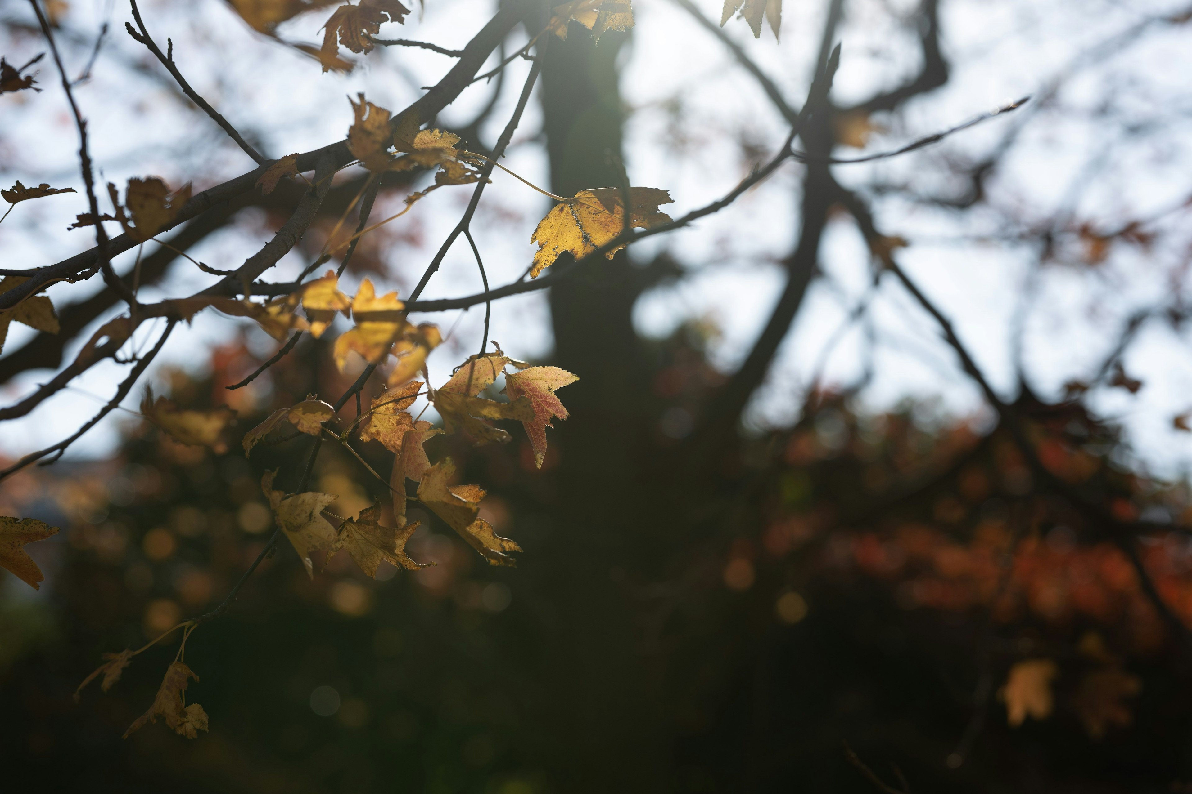 Nahaufnahme von Herbstblättern, die im Sonnenlicht auf Baumästen leuchten