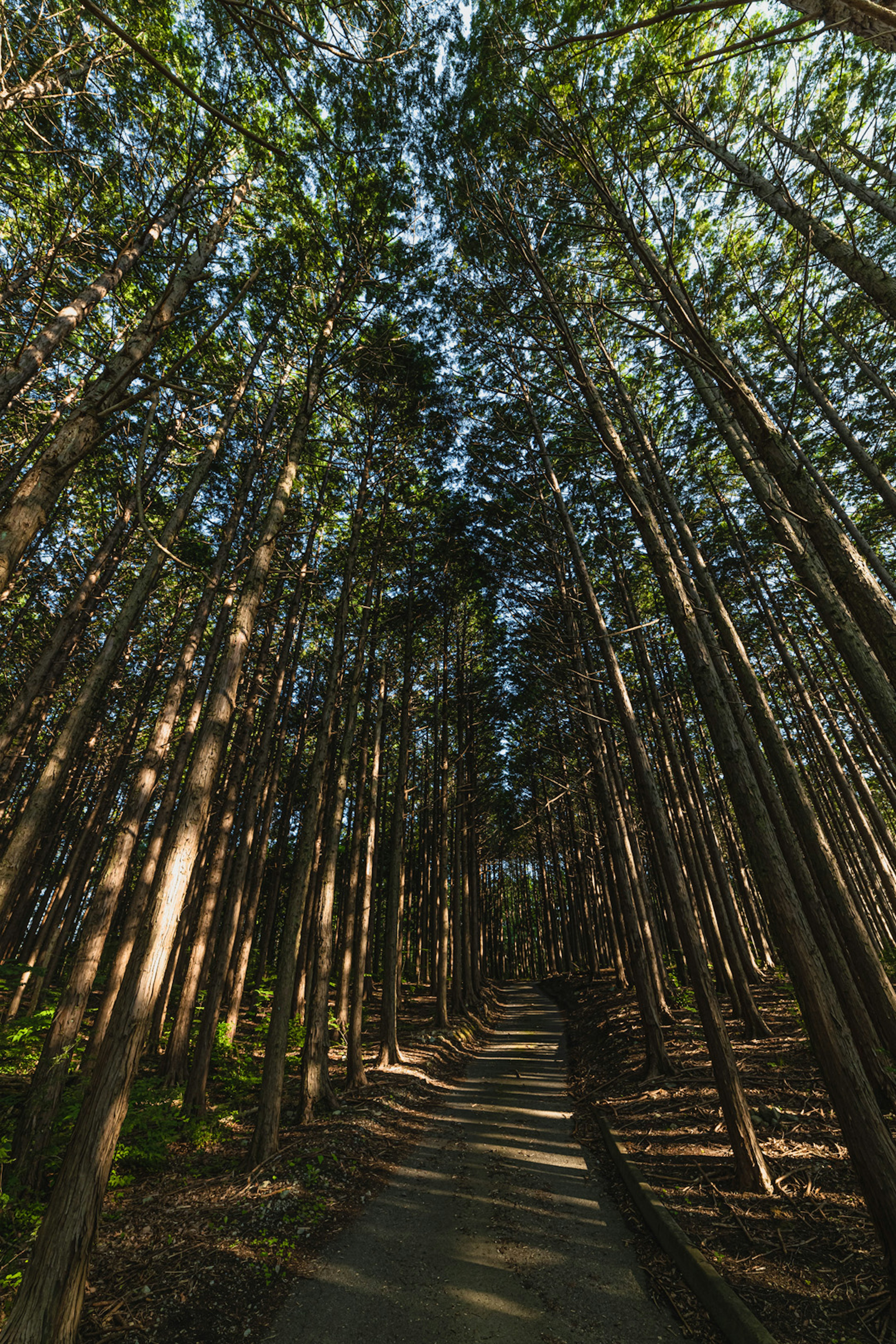 Sentier à travers des arbres majestueux dans une forêt