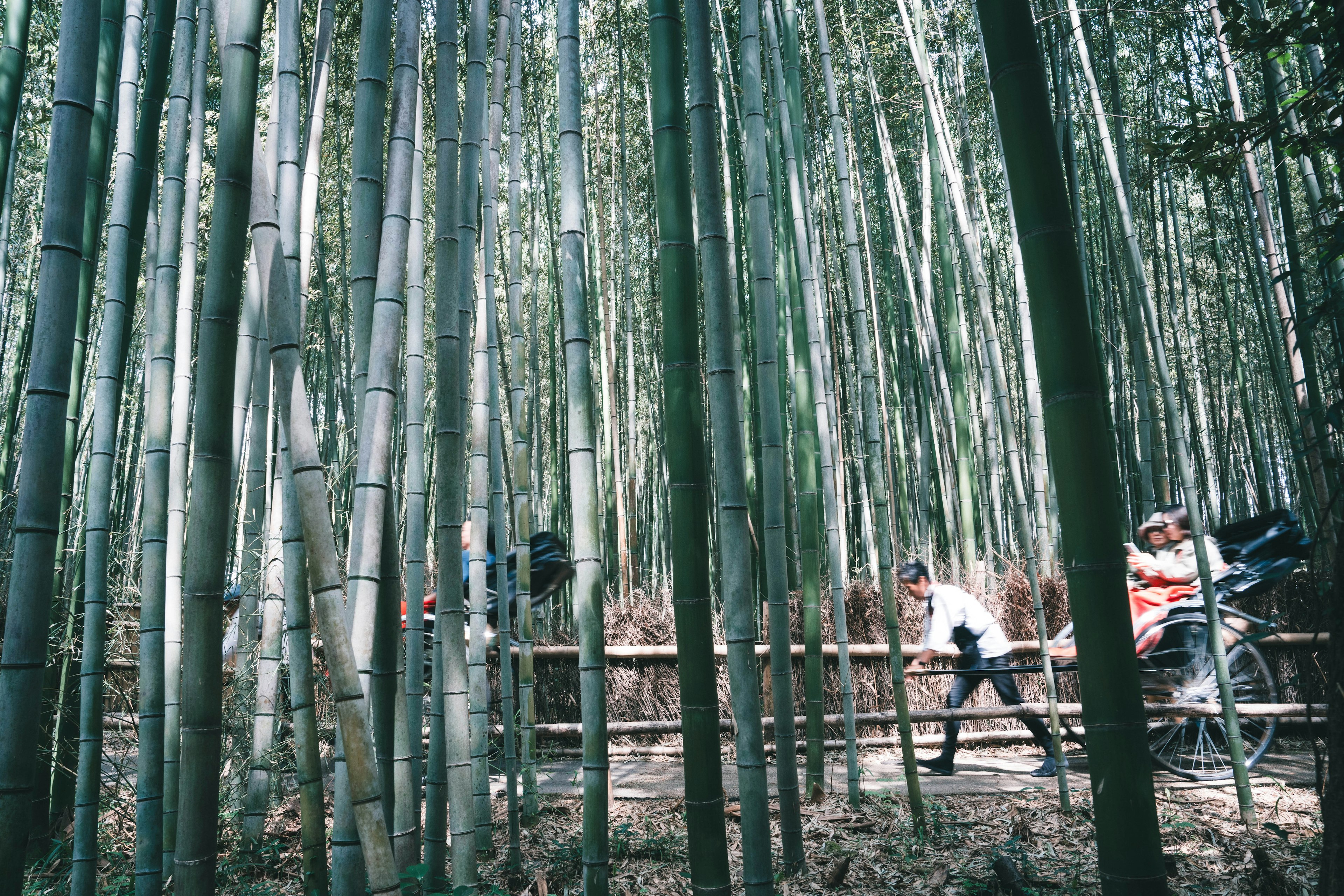 竹林を歩く人々と木々の間に広がる緑の風景