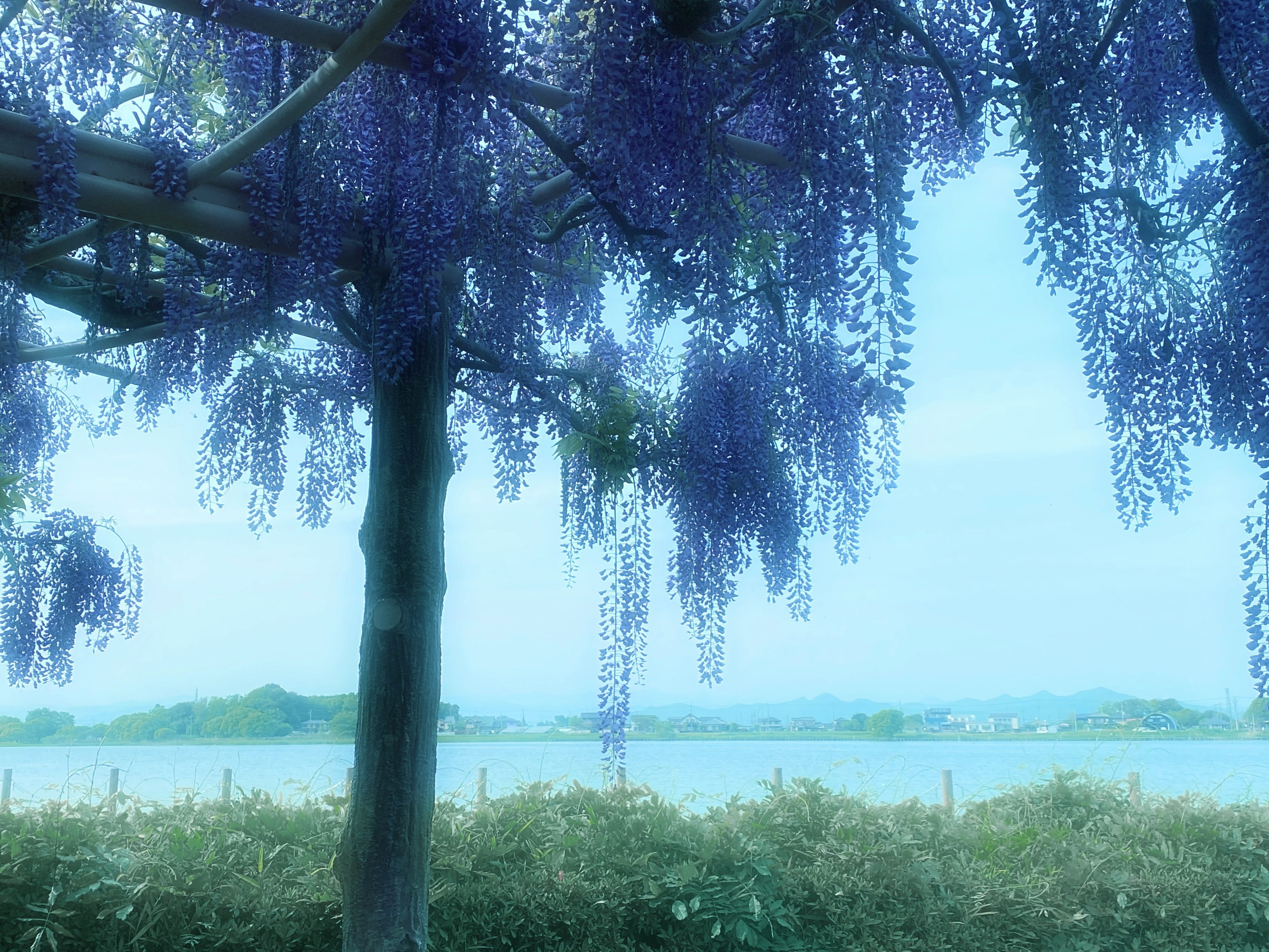 Scene with cascading purple wisteria flowers under a blue sky