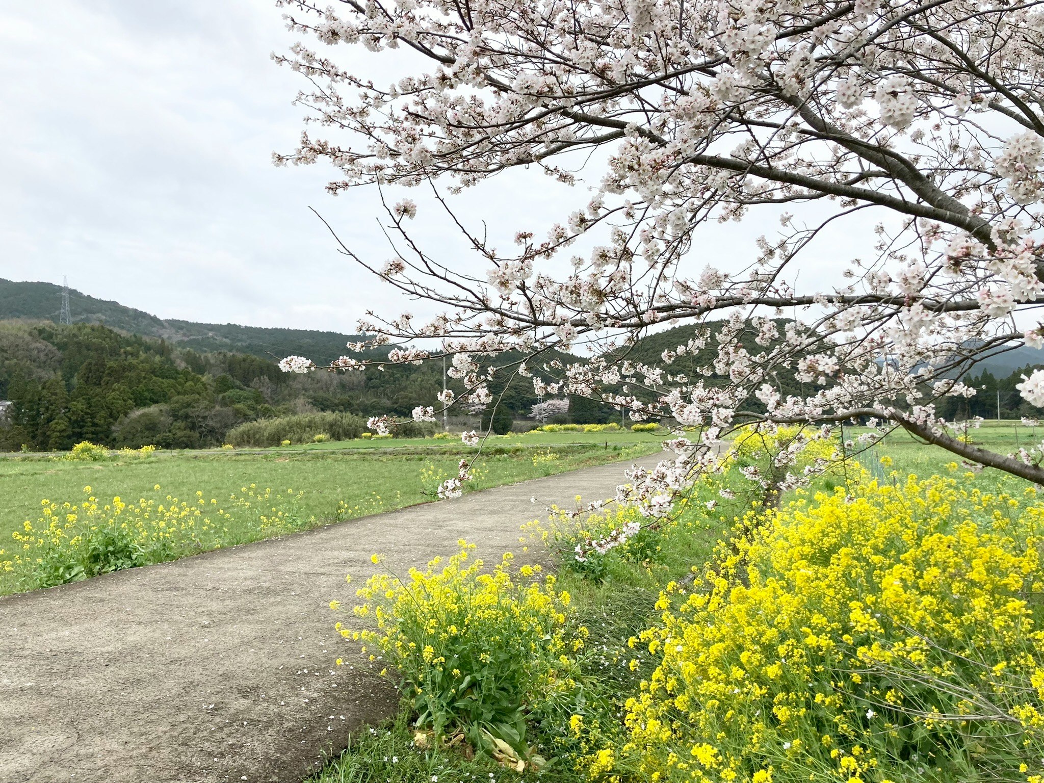 Pathway lined with cherry blossoms and rapeseed flowers