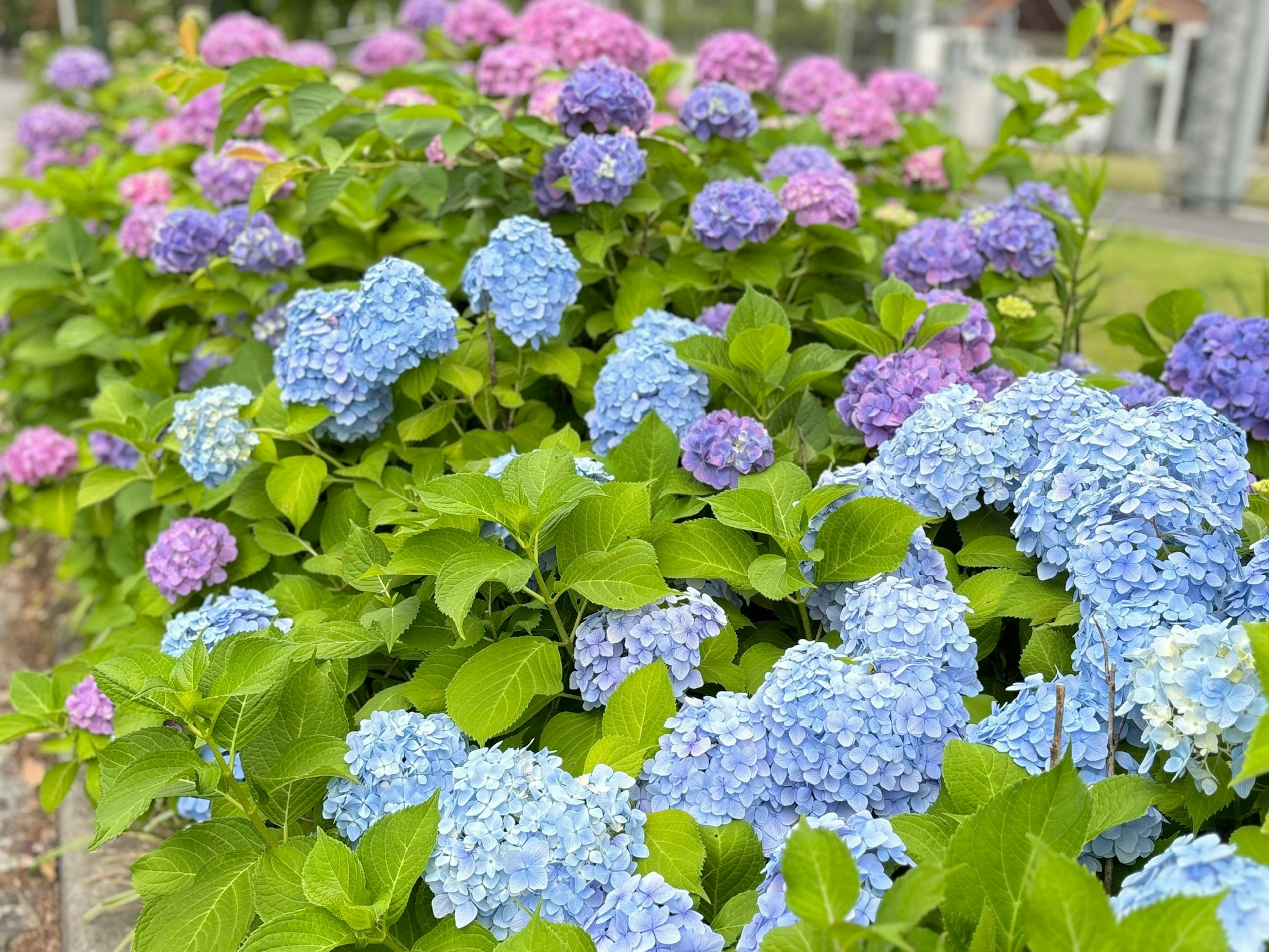 Una siepe di fiori di ortensia blu e viola in fiore