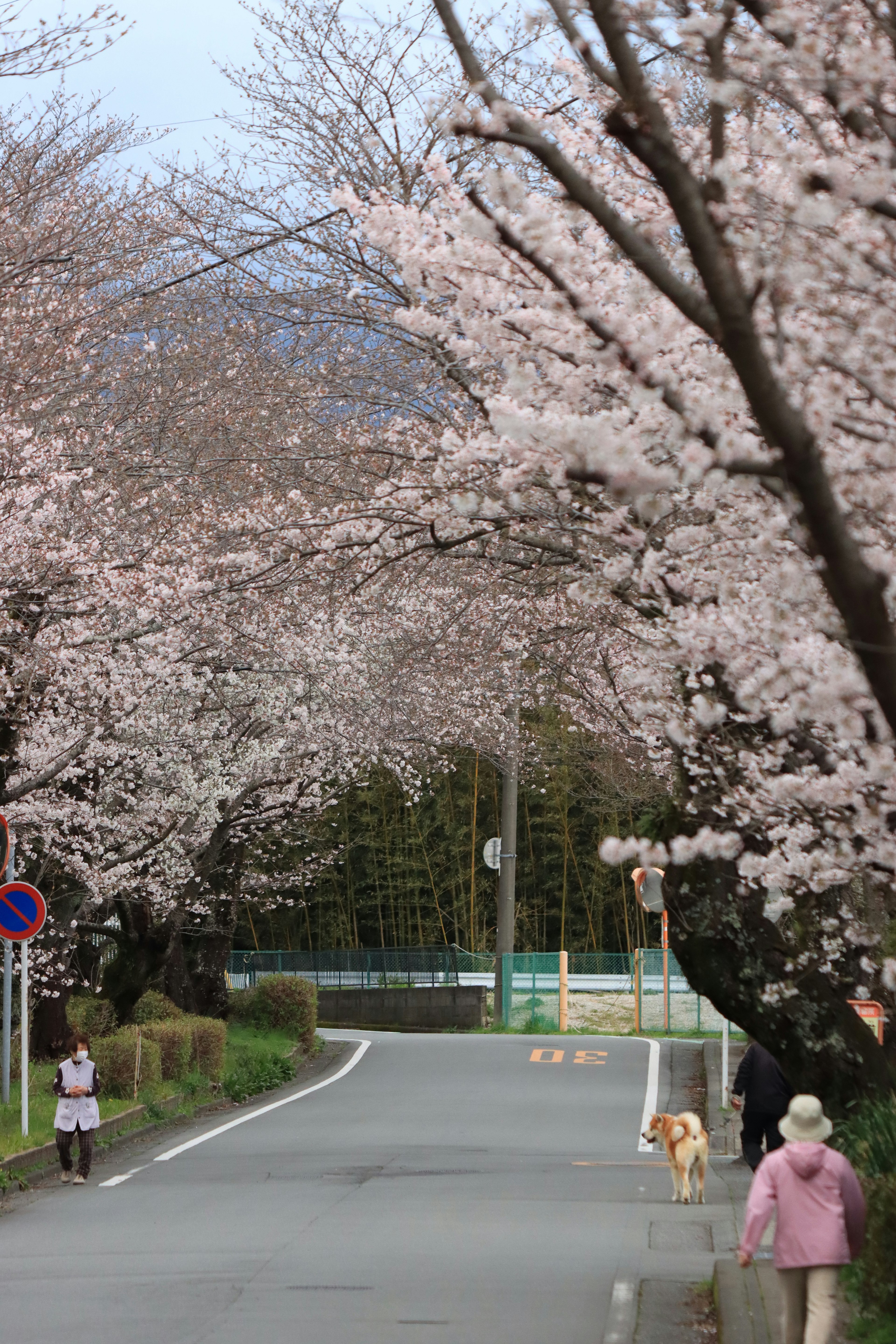 Una strada panoramica fiancheggiata da alberi di ciliegio con una persona che passeggia e un cane