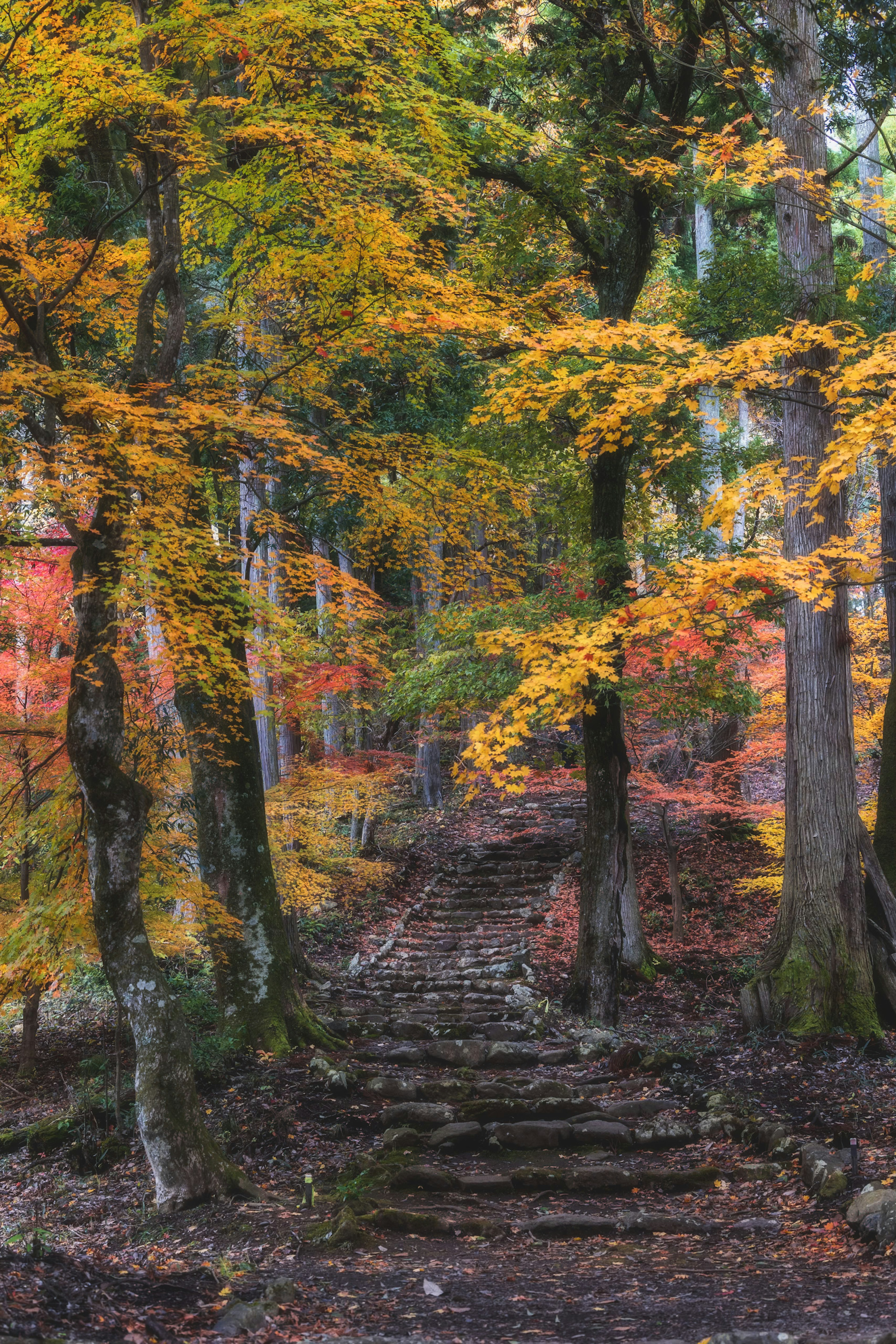 秋の色彩に包まれた階段と木々の風景