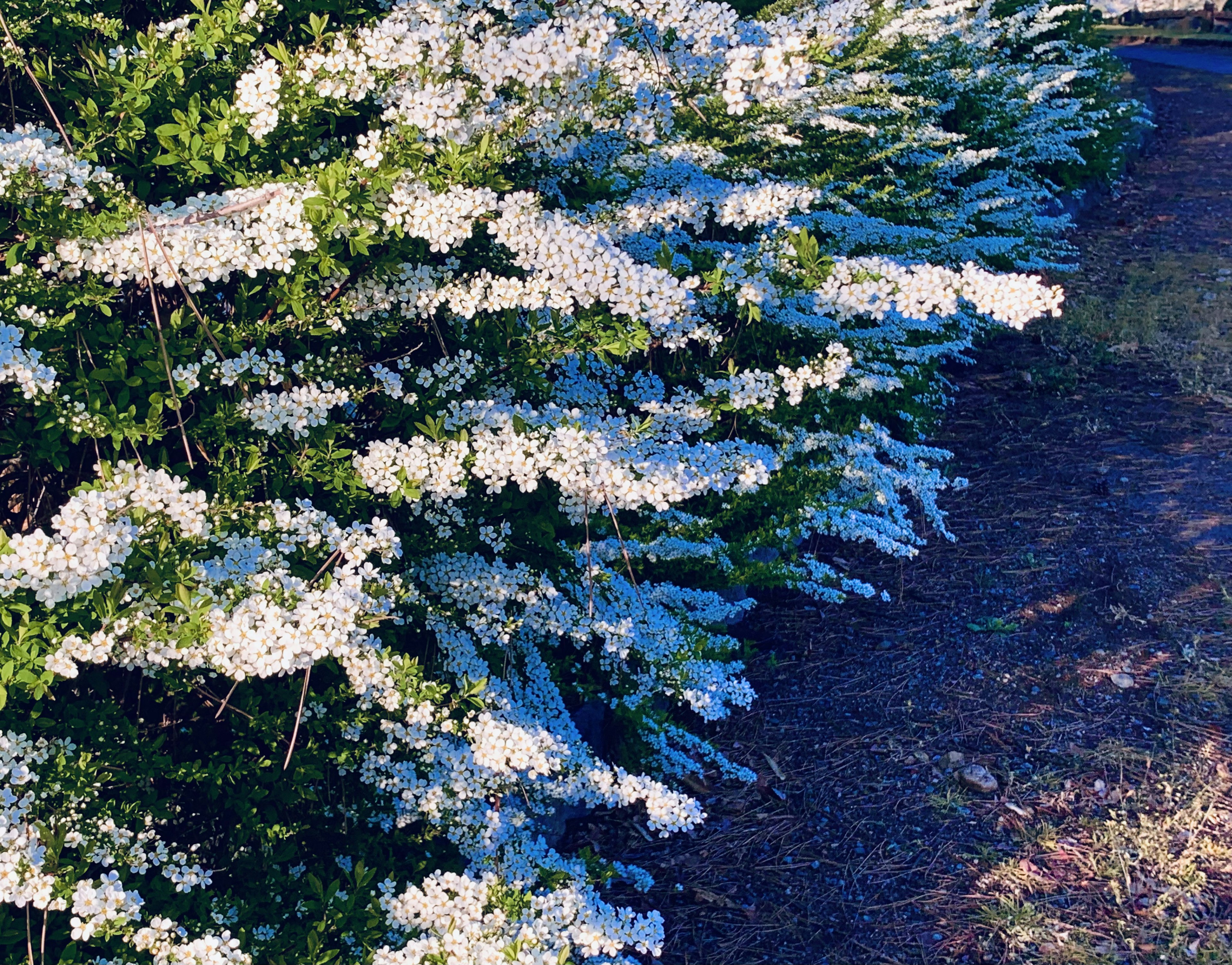 Eine Hecke mit blühenden weißen Blumen