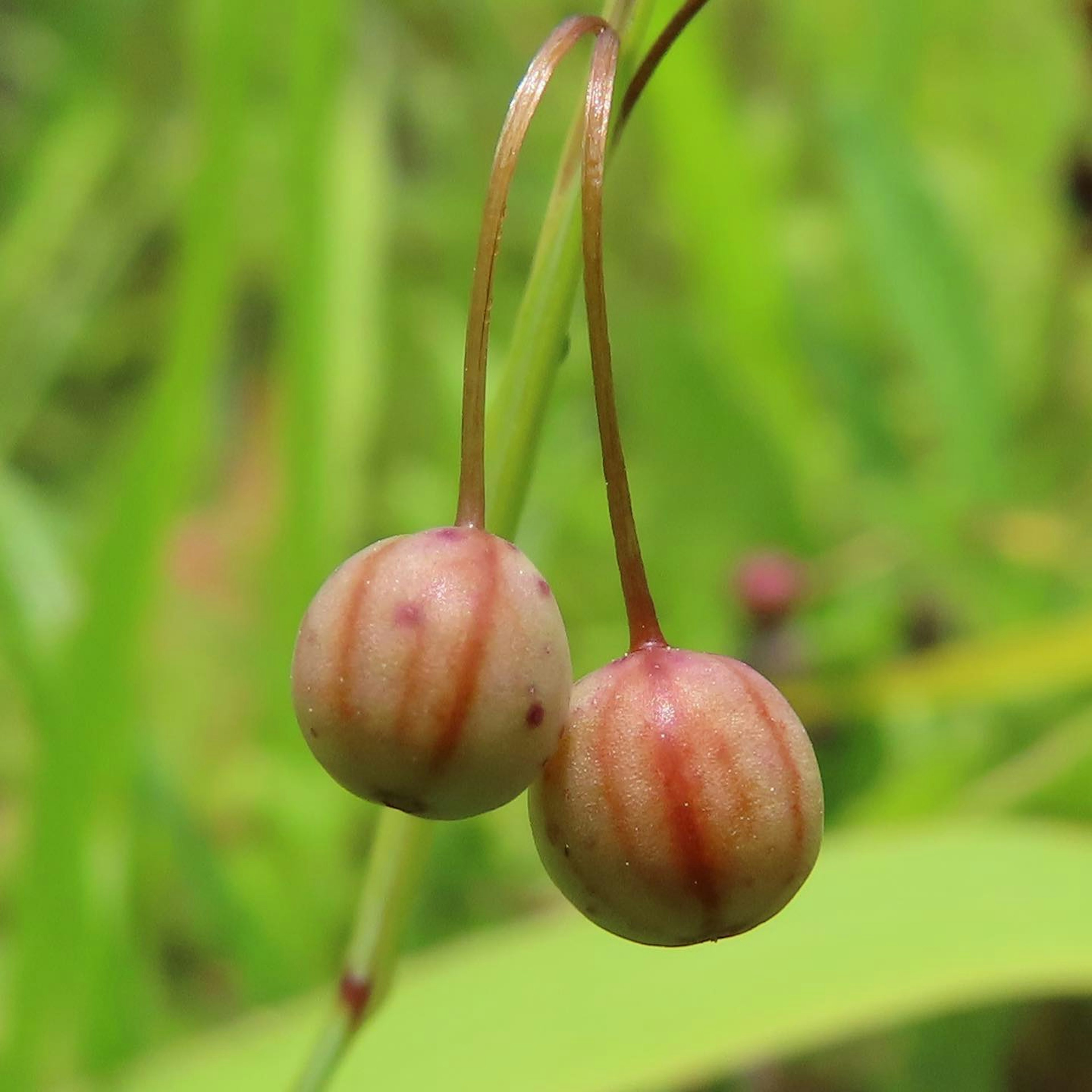 Two round fruits with red stripes hanging against a green background