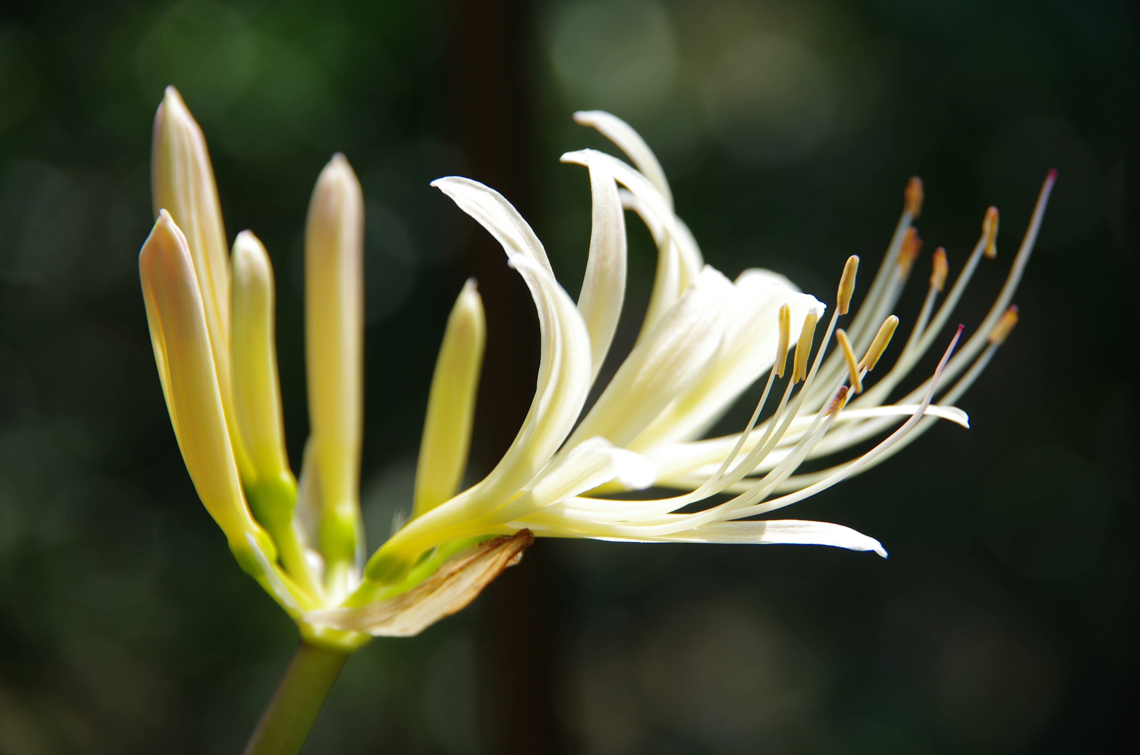 A close-up of a budding white flower with elongated petals