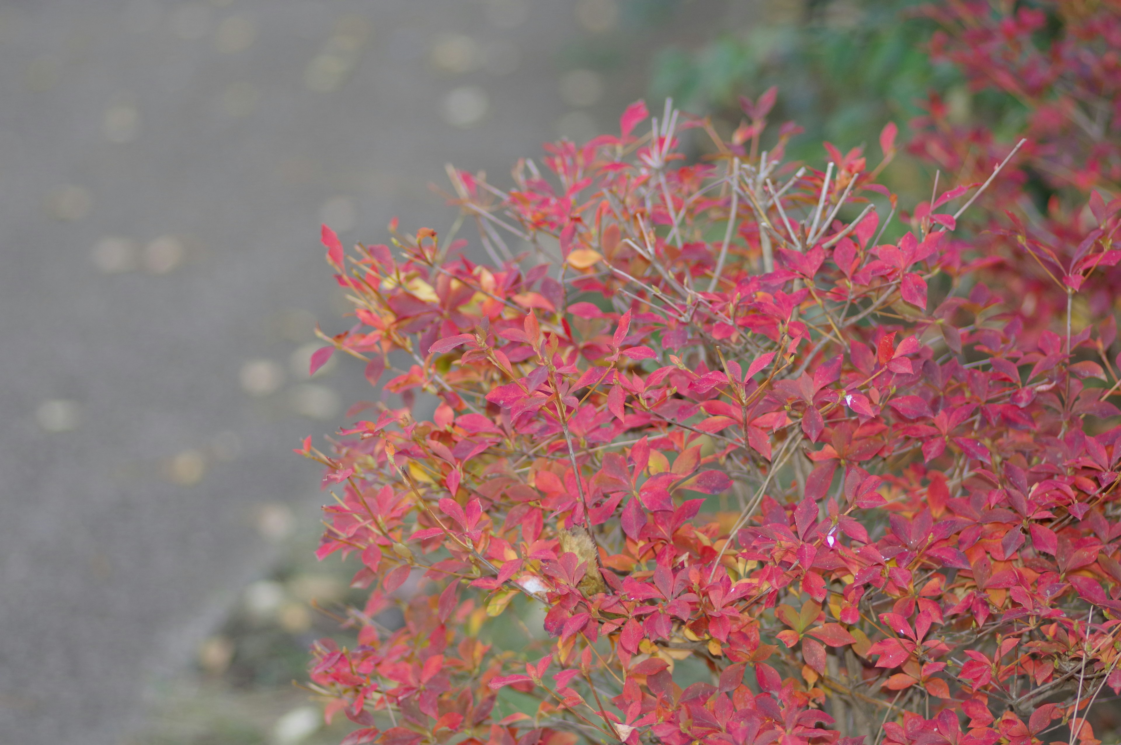 Primo piano di una pianta con foglie rosse vivaci accanto a un sentiero sfocato