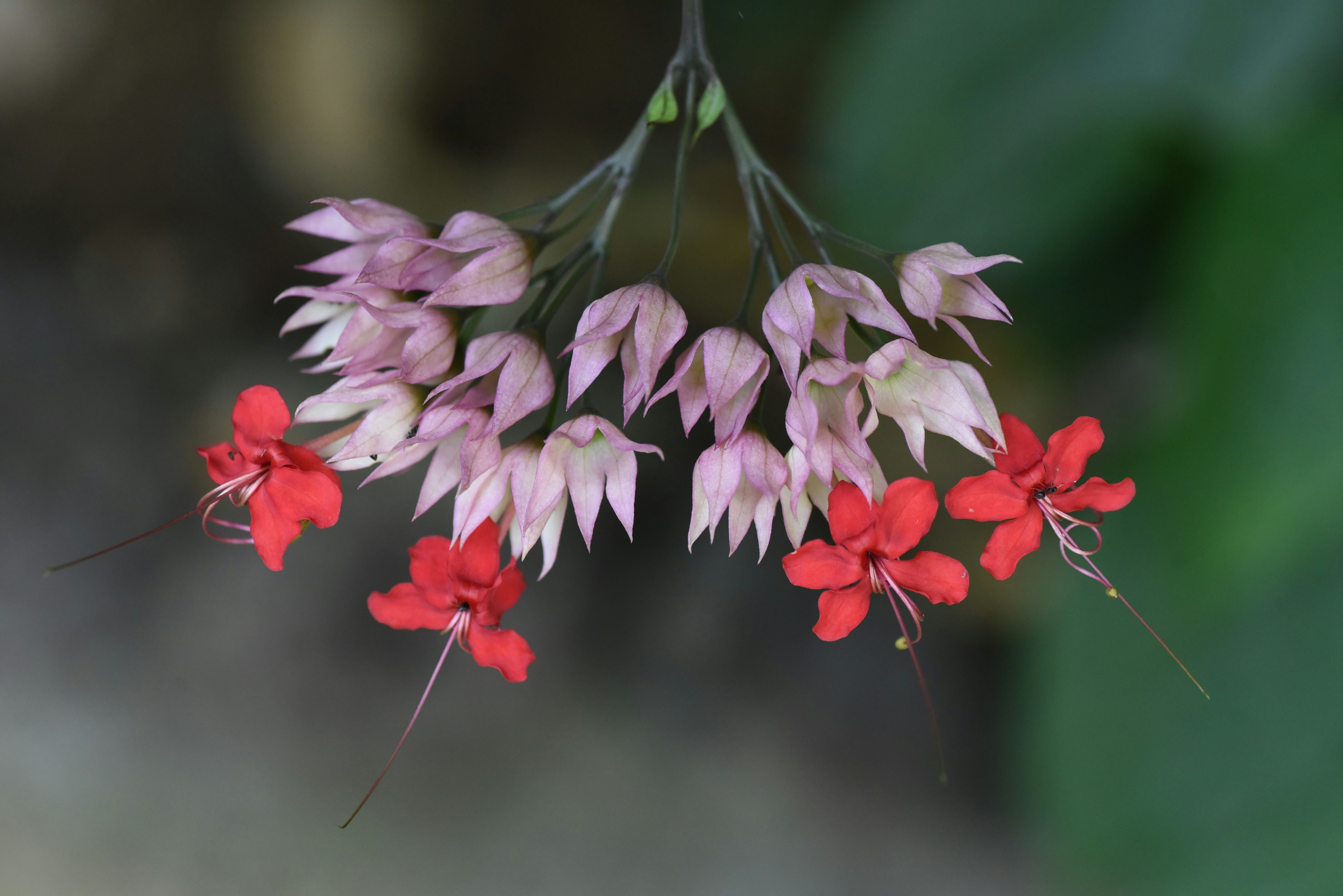 Nahaufnahme einer Pflanze mit roten Blüten und blassen rosa Knospen