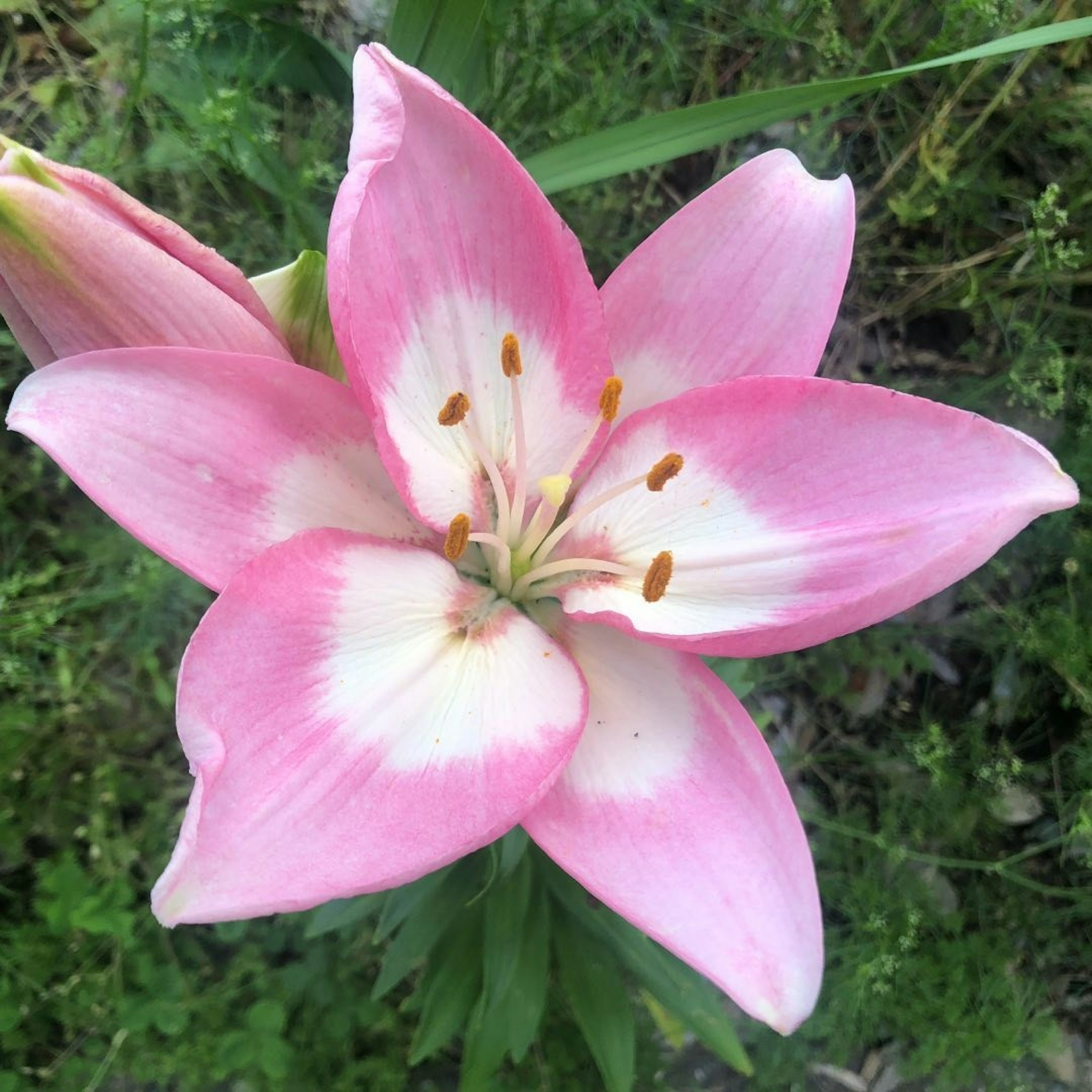 Schöne rosa Lilie blüht